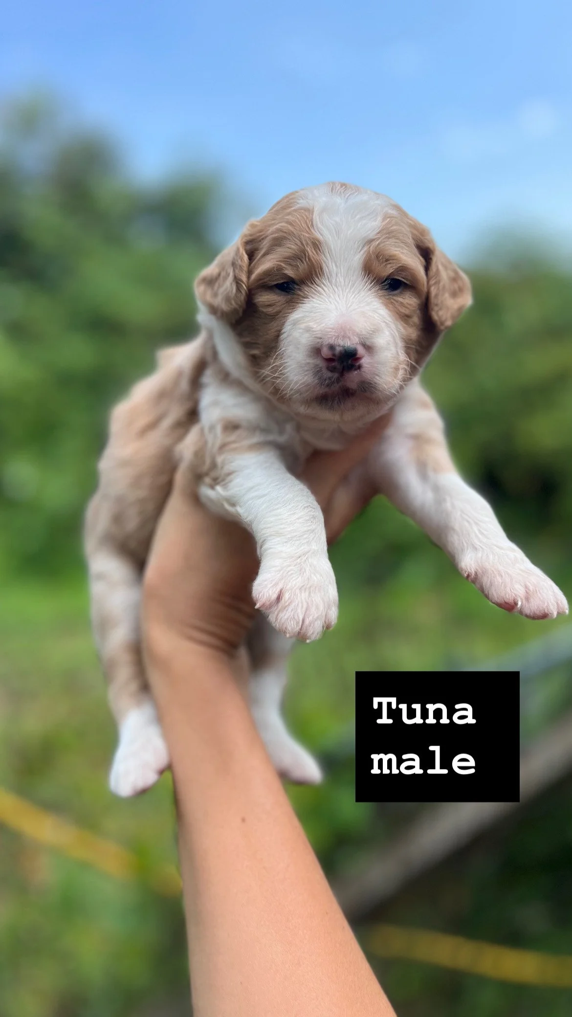 sushi litter aussiedoodle 3F50061C-2A41-4FAF-9486-0EBE807ABB45.JPG