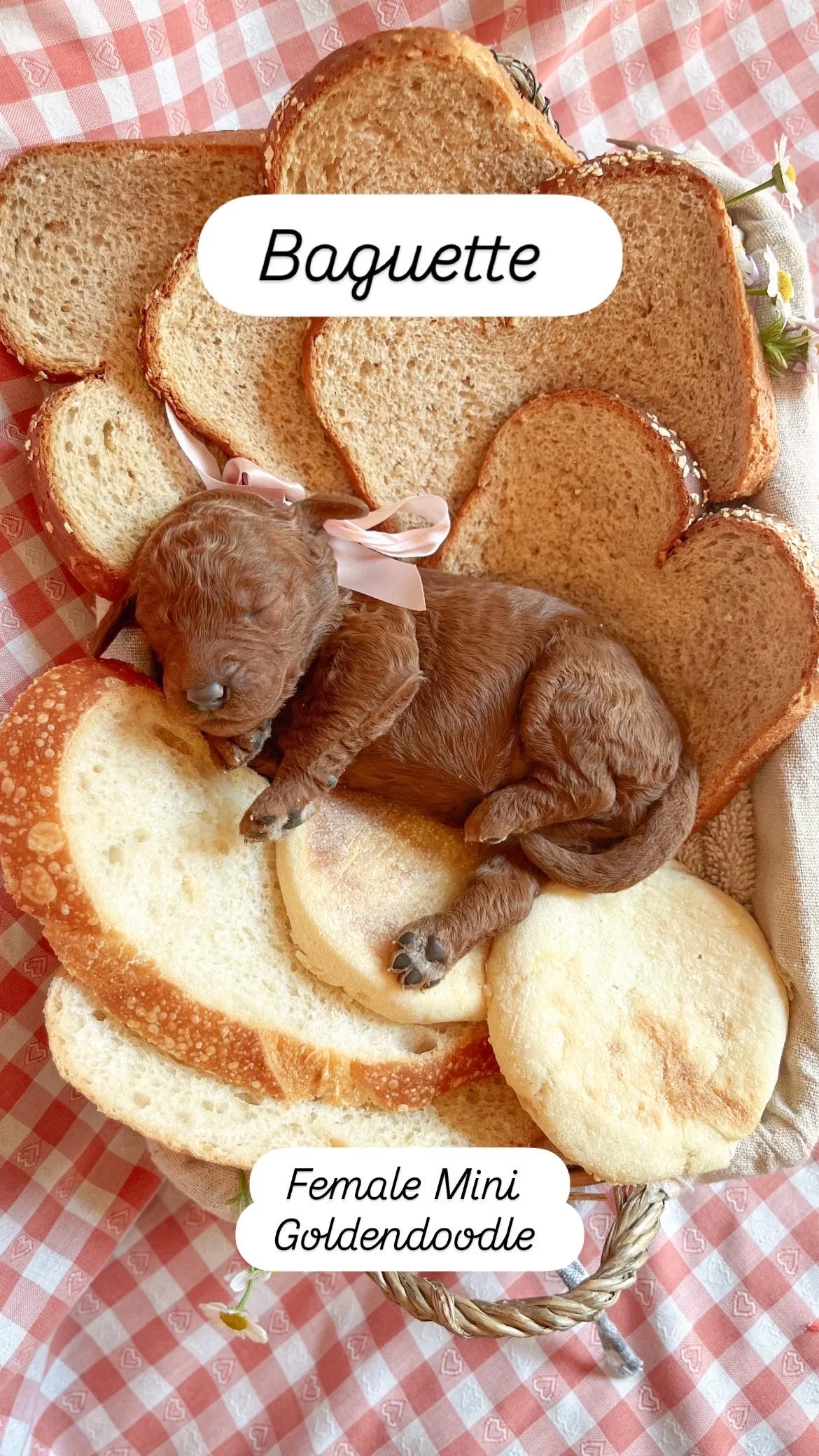 Ruby + Pippen Puppy 2 days old Mini F1B Goldendoodle 