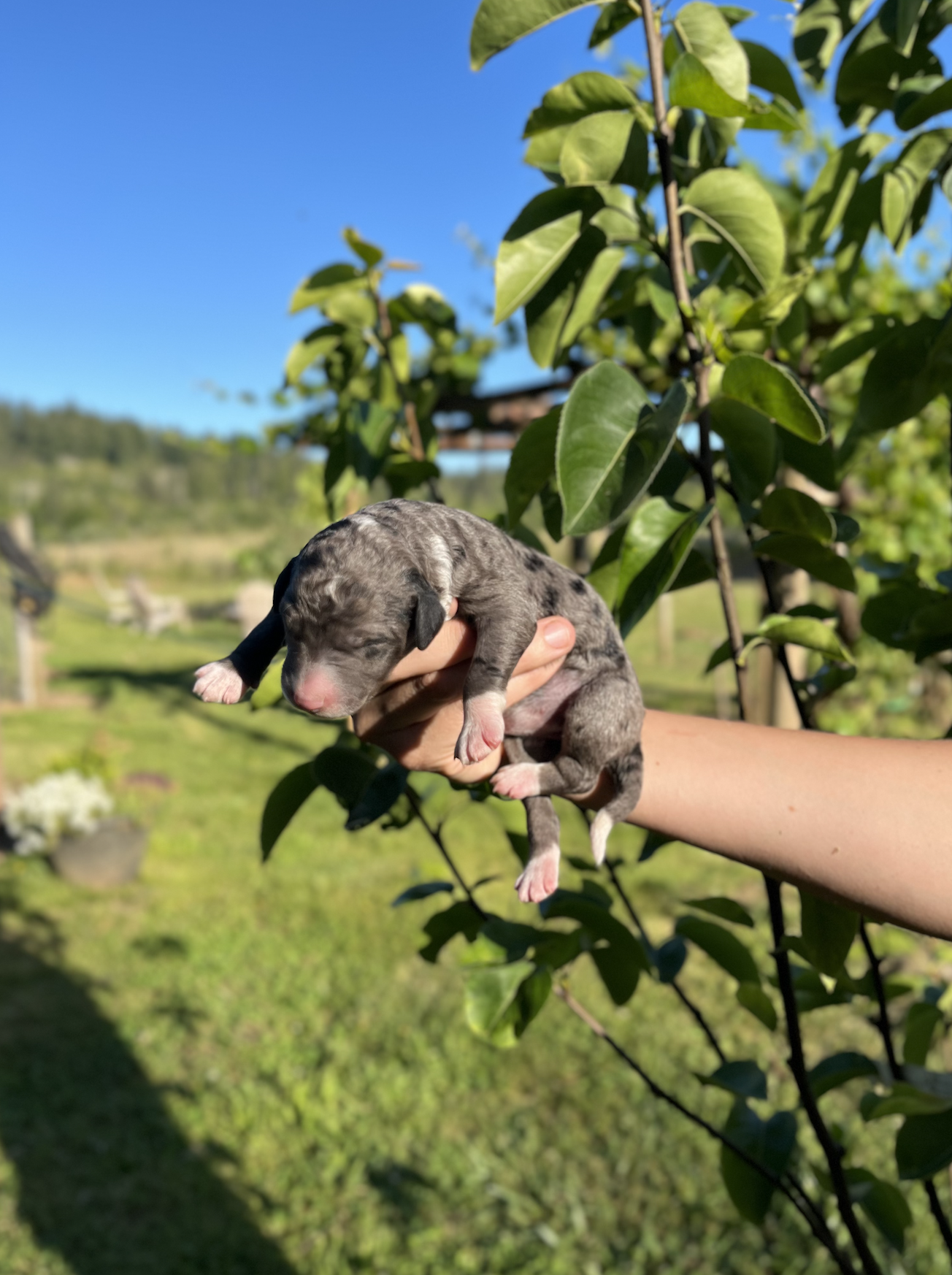 Skywalker - female 