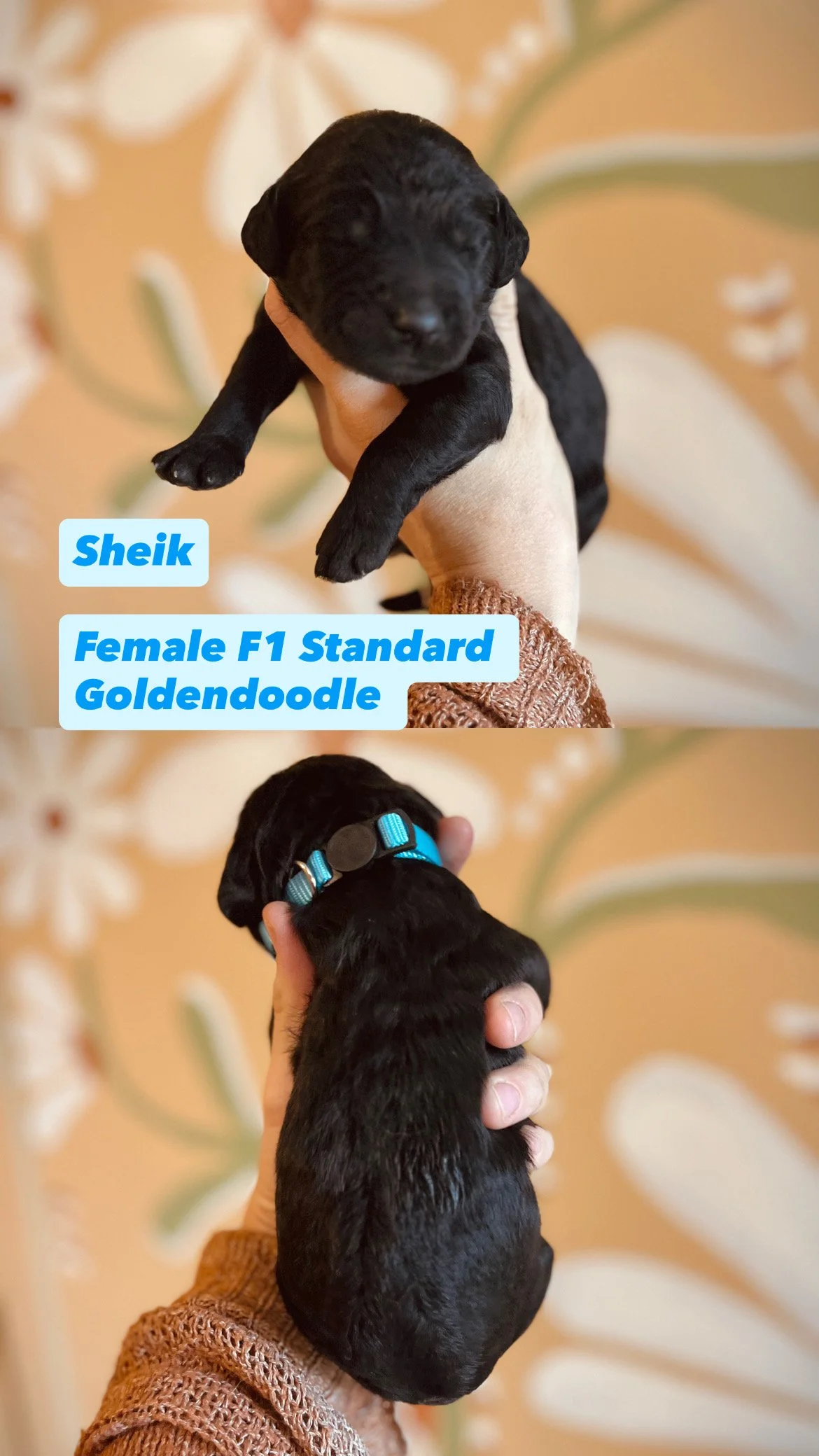 06D5DE2C-9B07-41C4-Sunny Goldendooodles 4F7-1D0E1303Sunny Goldendooodles Sunny Goldendooodles 5C.JPG