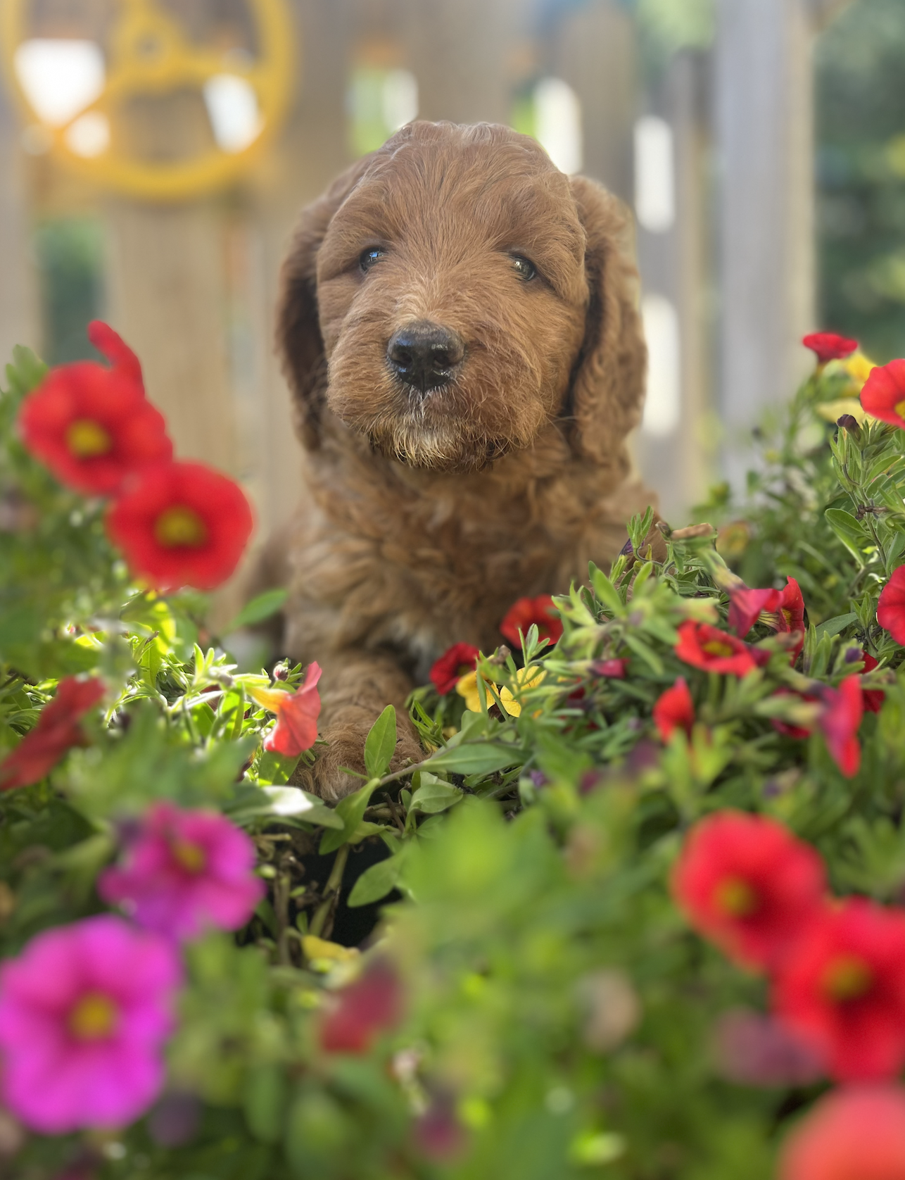 Sunny Puppy 7 weeks old Standard 