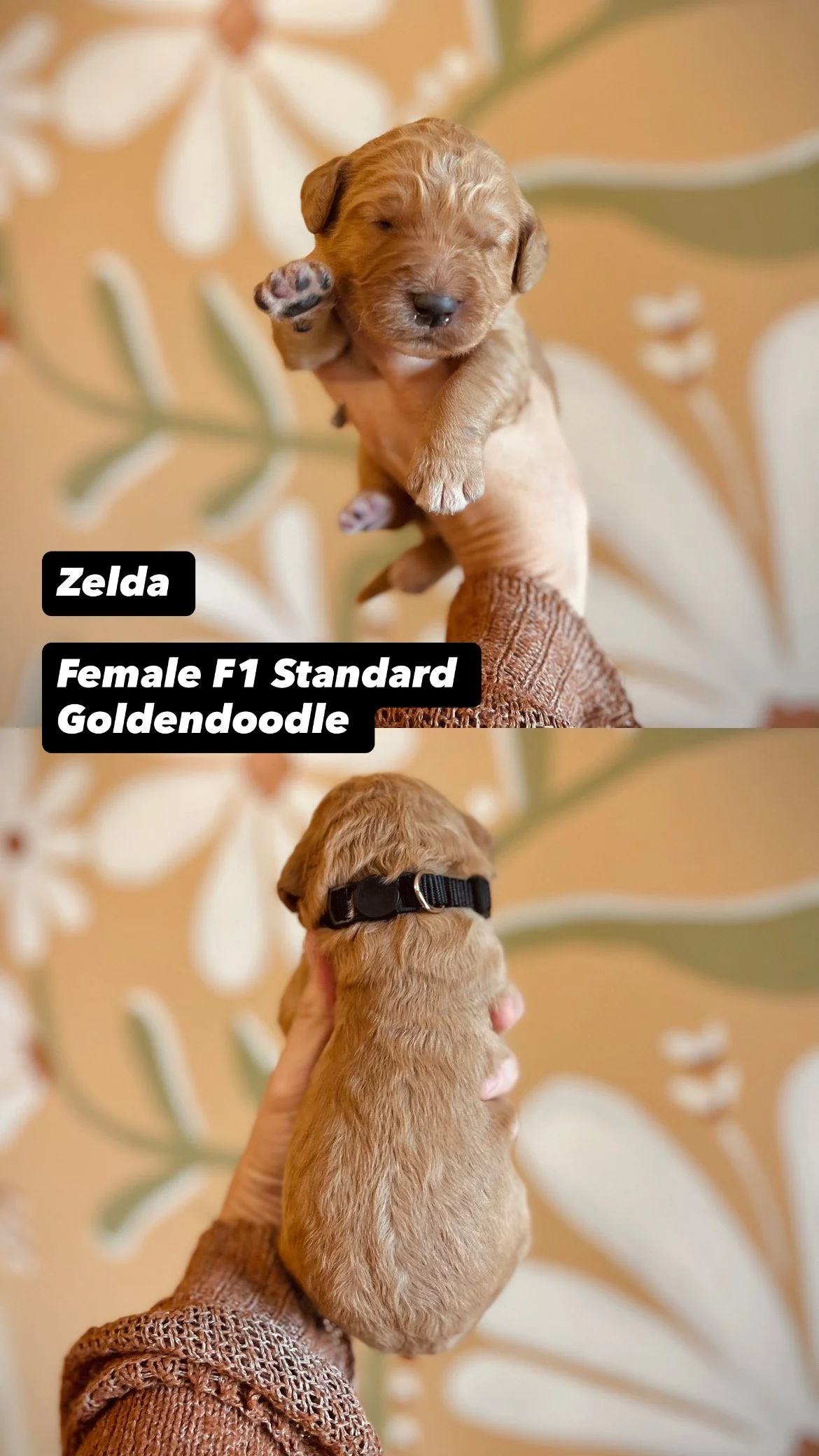 sunny pup mario .JPG