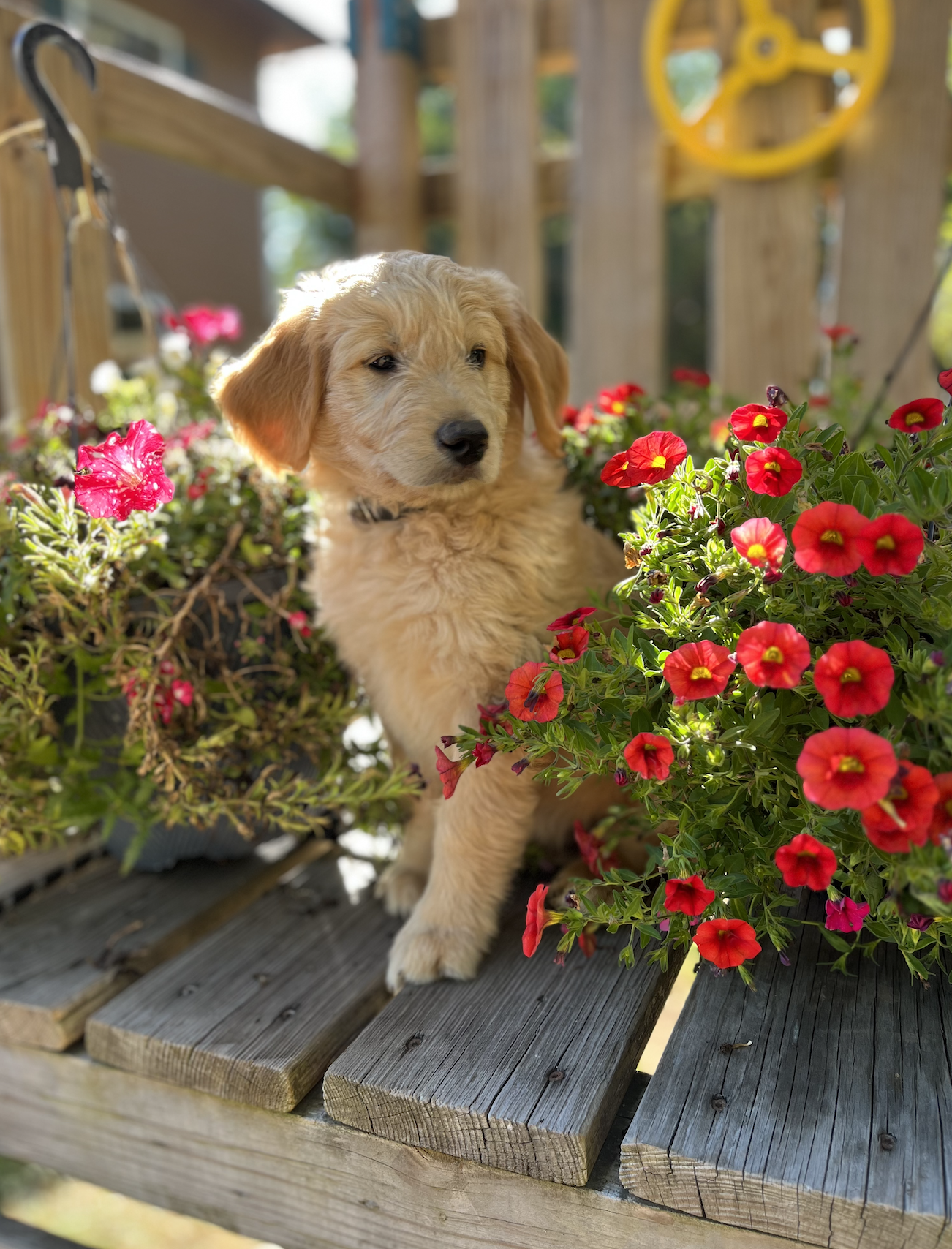 Sunny Puppy 7 weeks old Standard 
