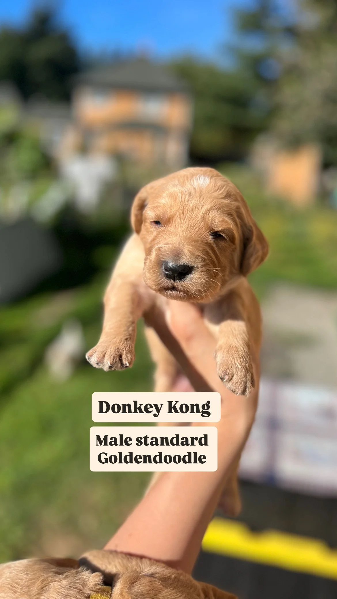 sunny goldendoodle 7D87D984-EB2F-4FB4-AA42-E4EDFA657A0F.JPG