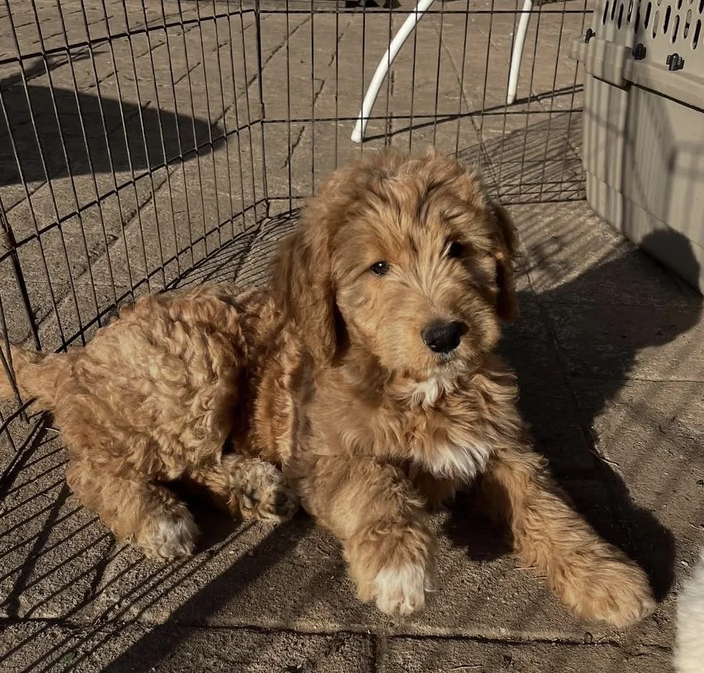 Sunny puppy 10 weeks old 