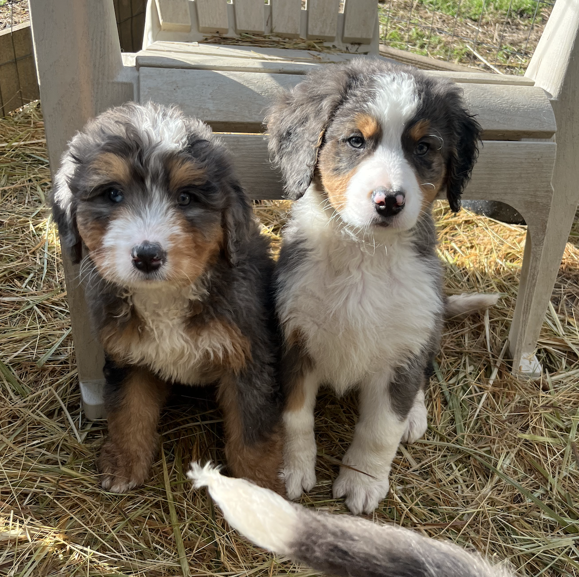 8 weeks old Unfurnished & furnished Ultra bernedoodles/ merle 