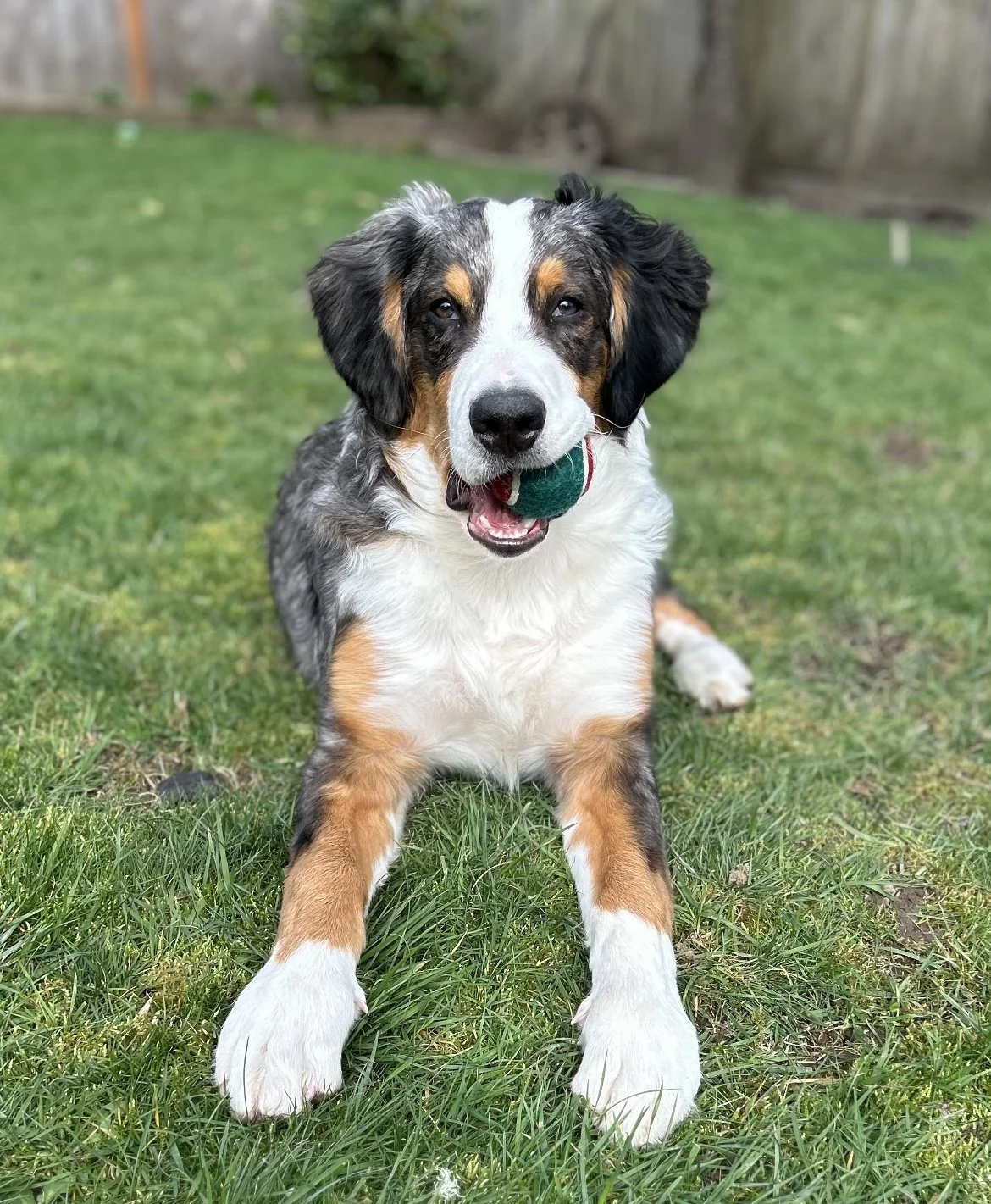 luna puppy 1 year old ultra bernedoodle (unfurnished)