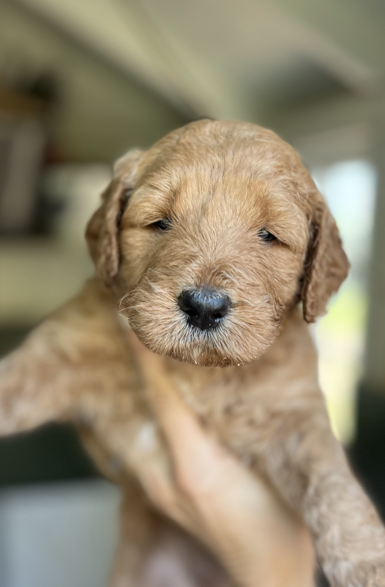 Sunny Puppy 3 weeks old Standard 