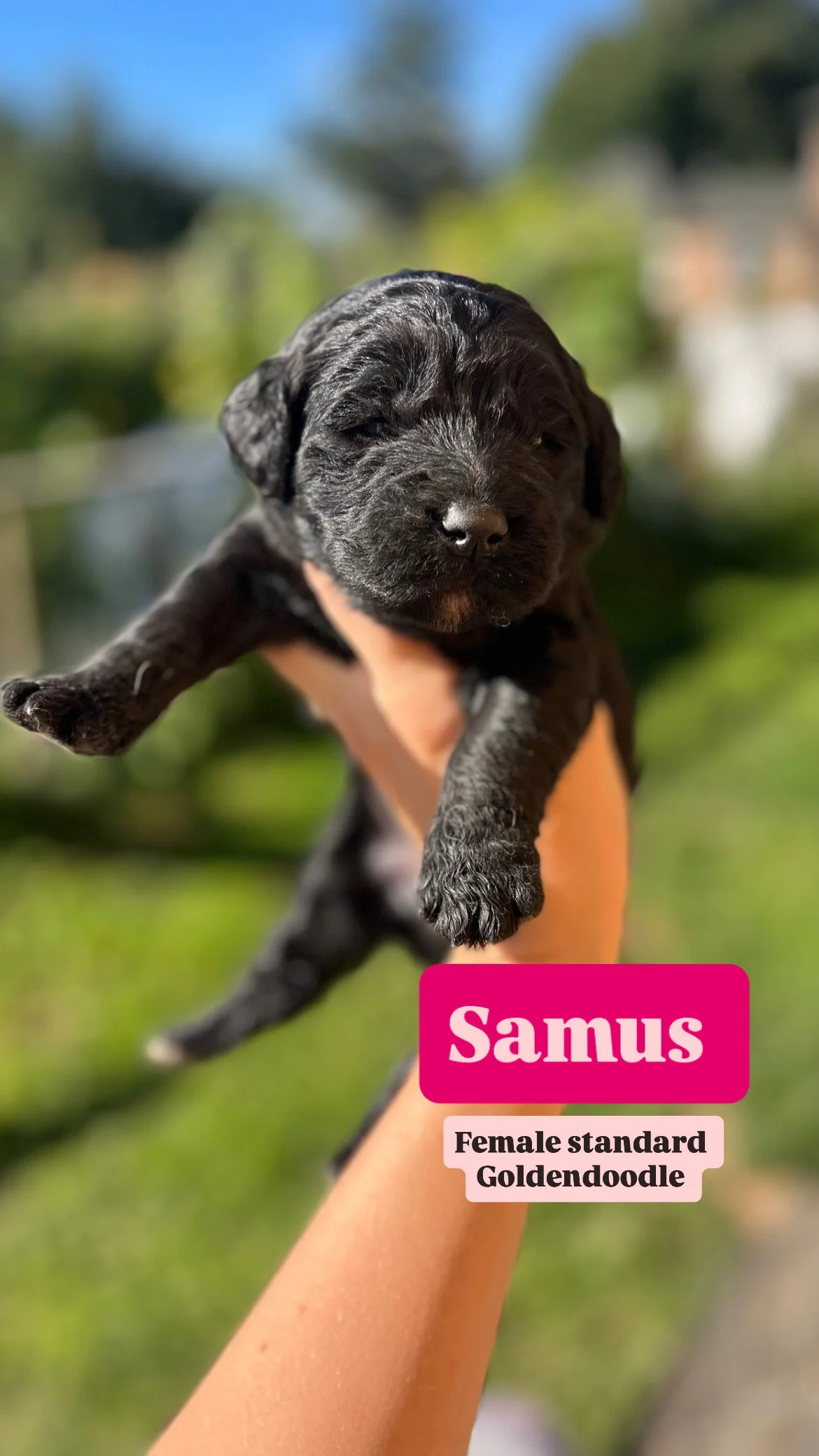 sunny goldendoodle FD8EB6C0-2B5F-4801-BB3F-3F1CF4BB54DE.JPG