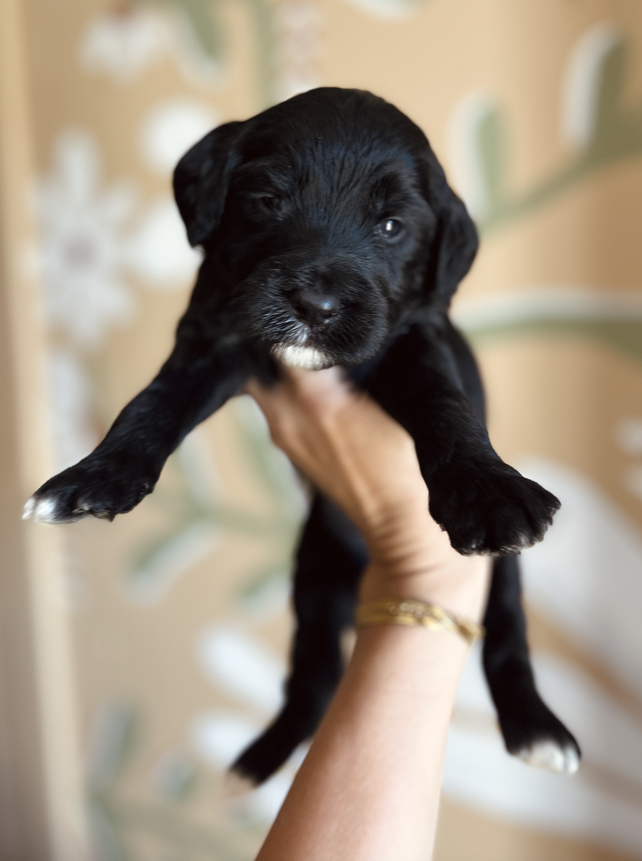 Male- vader AVAILABLE 
