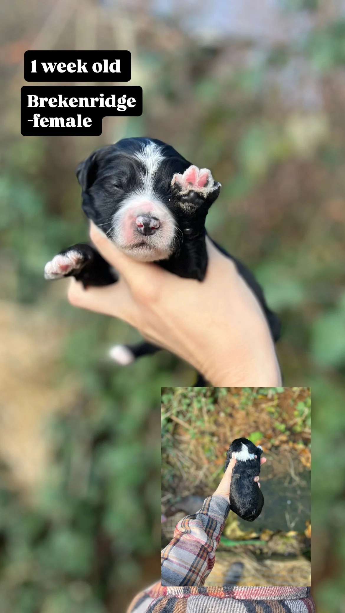10 days old / Fern + Pippen Medium F1B Sheepadoodle
