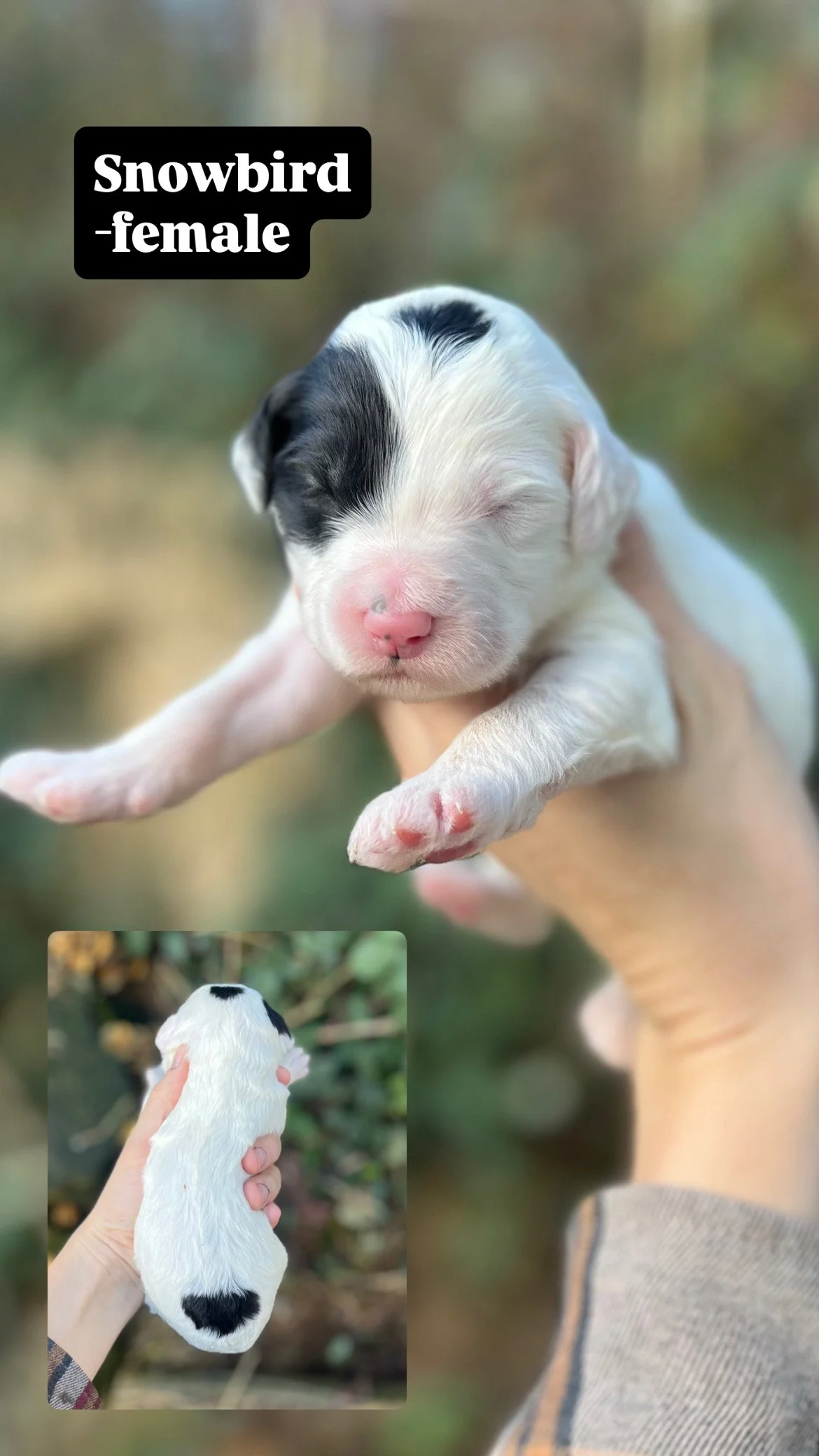 10 days old / Fern + Pippen Medium F1B Sheepadoodle