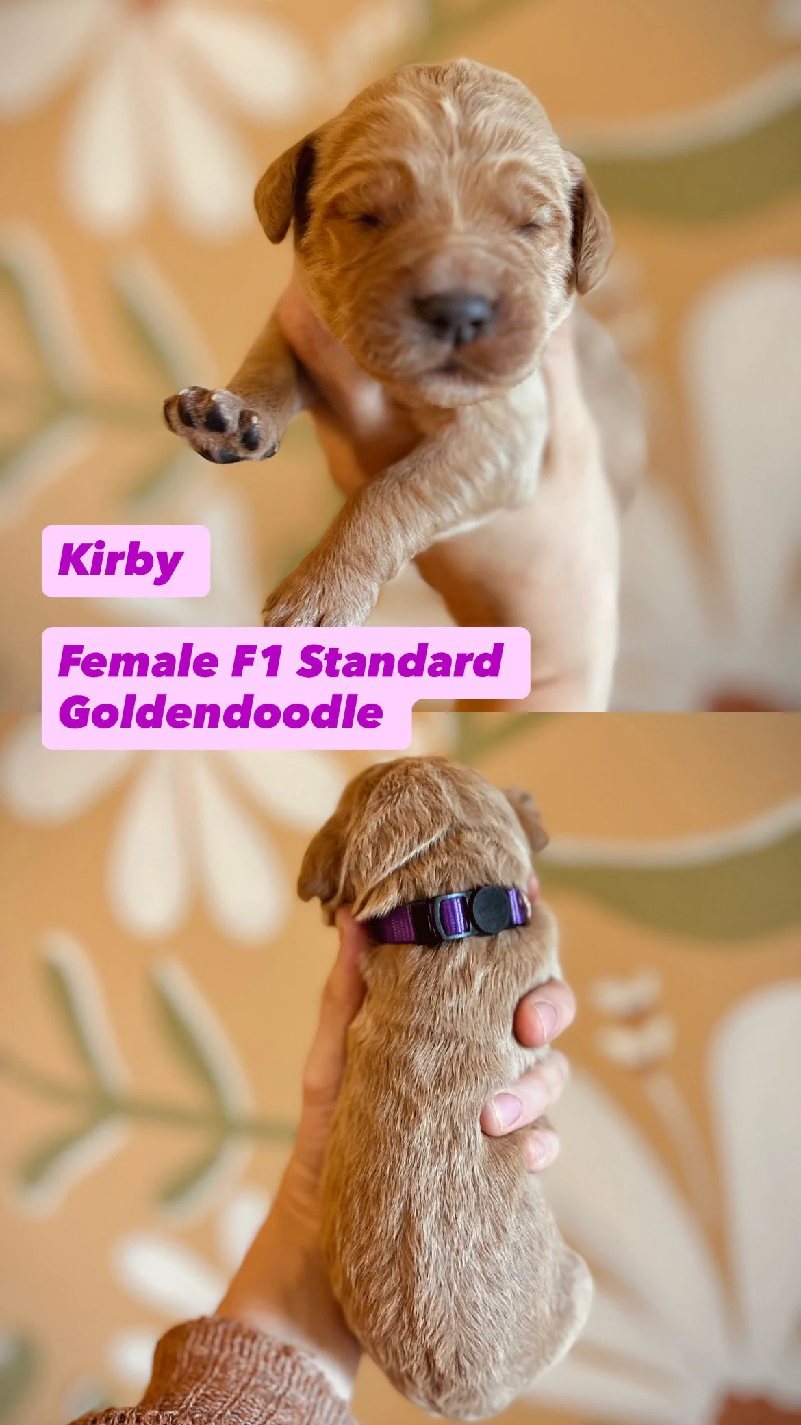 0F646426-2BDF-4799-Sunny Goldendooodles 436-03276C41325B.JPG
