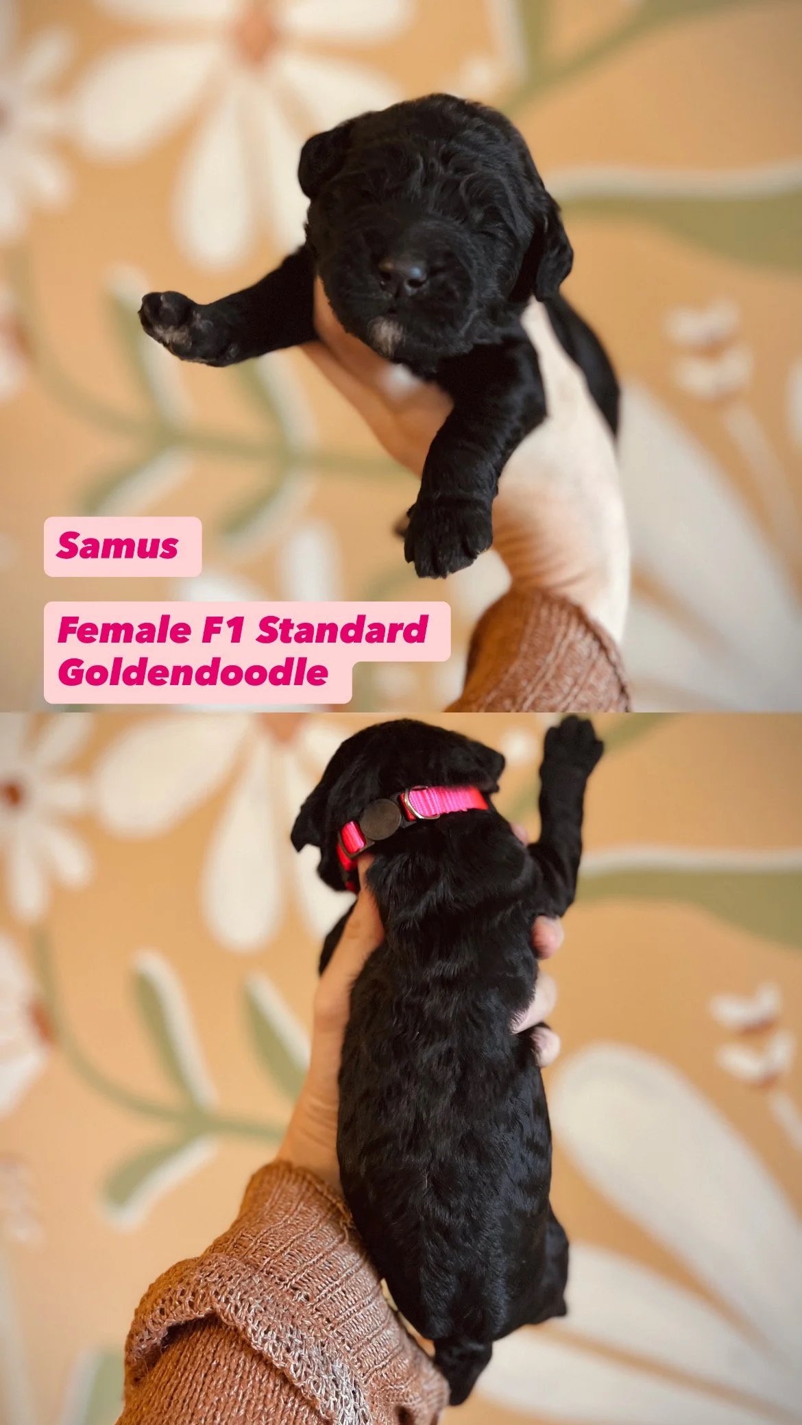 514F226B-728E-4FE8-83F6-3F513E082Sunny Goldendooodles 7B.JPG