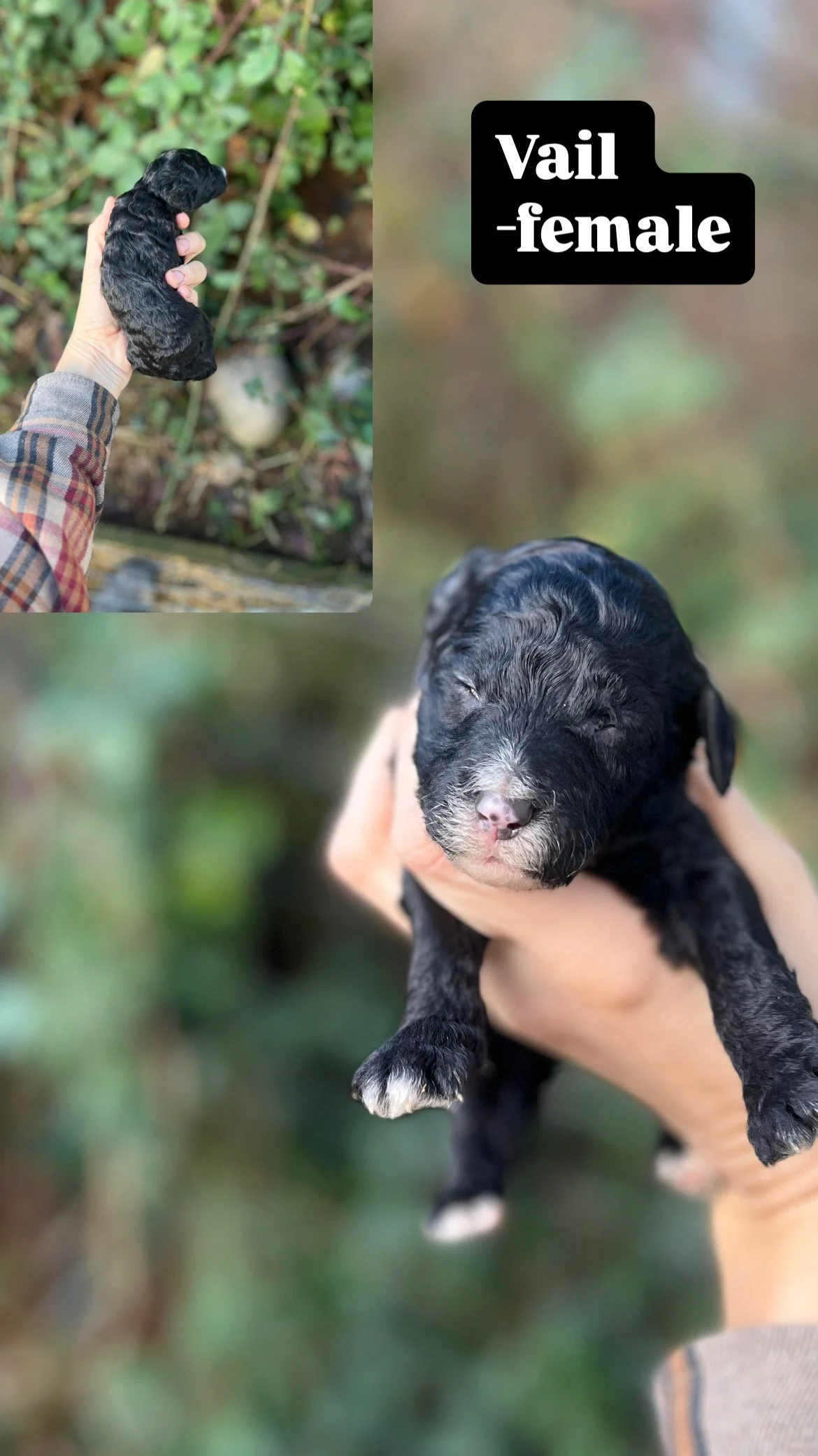 10 days old / Fern + Pippen Medium F1B Sheepadoodle