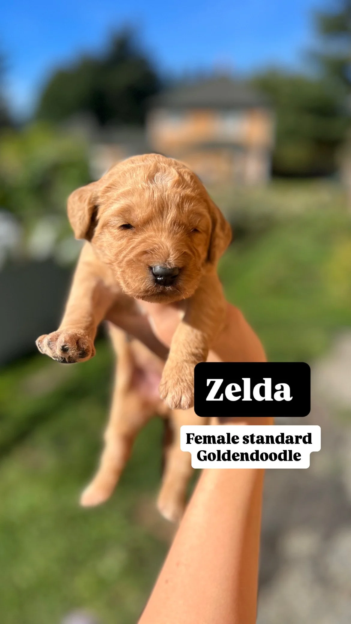 sunny goldendoodle 84CC778A-8B0D-480F-AB5F-01BD2CD562B8 2.JPG