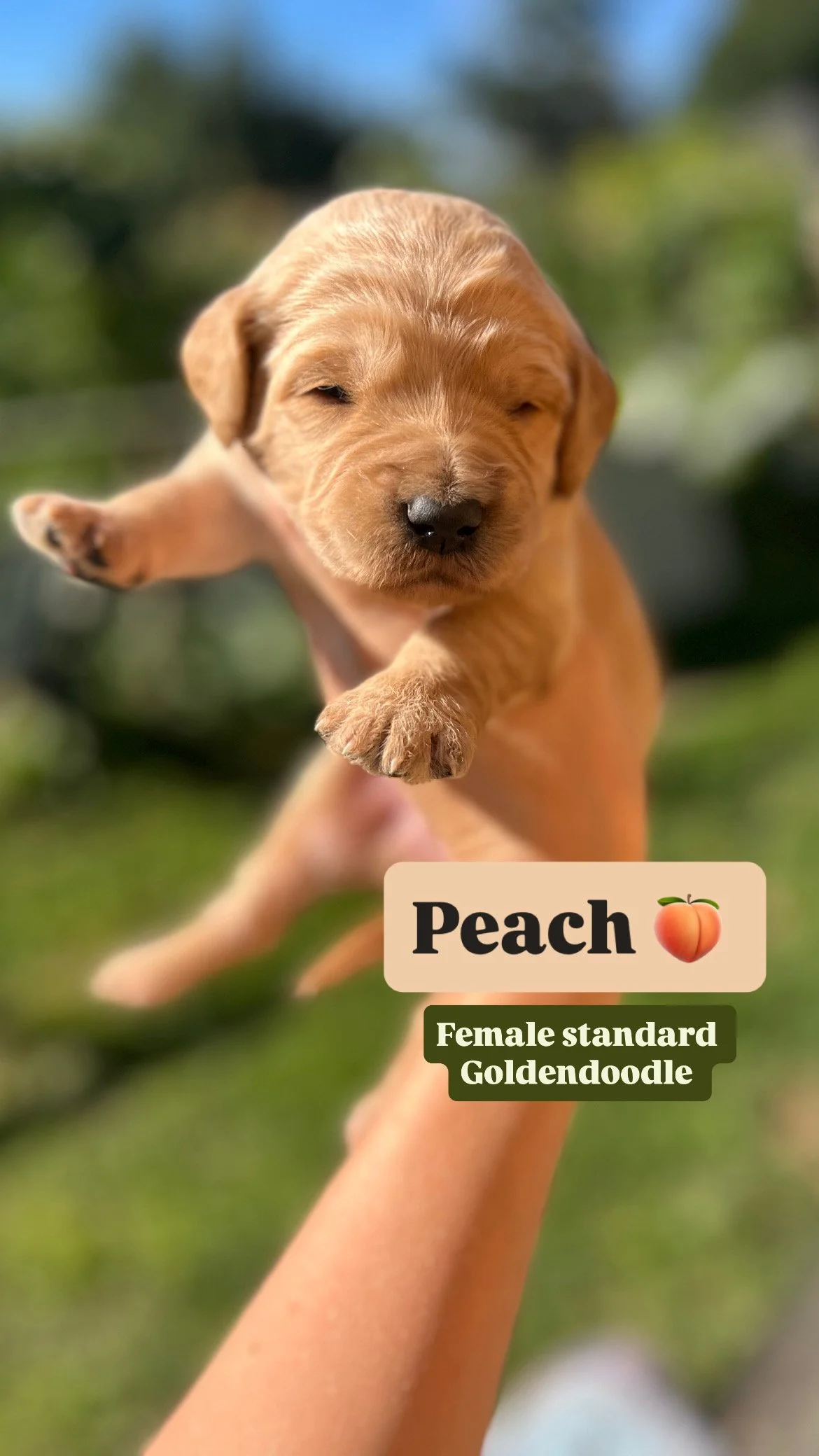 sunny goldendoodle A7701CD2-23B8-4CFE-B678-A2D643D9B9EE.JPG