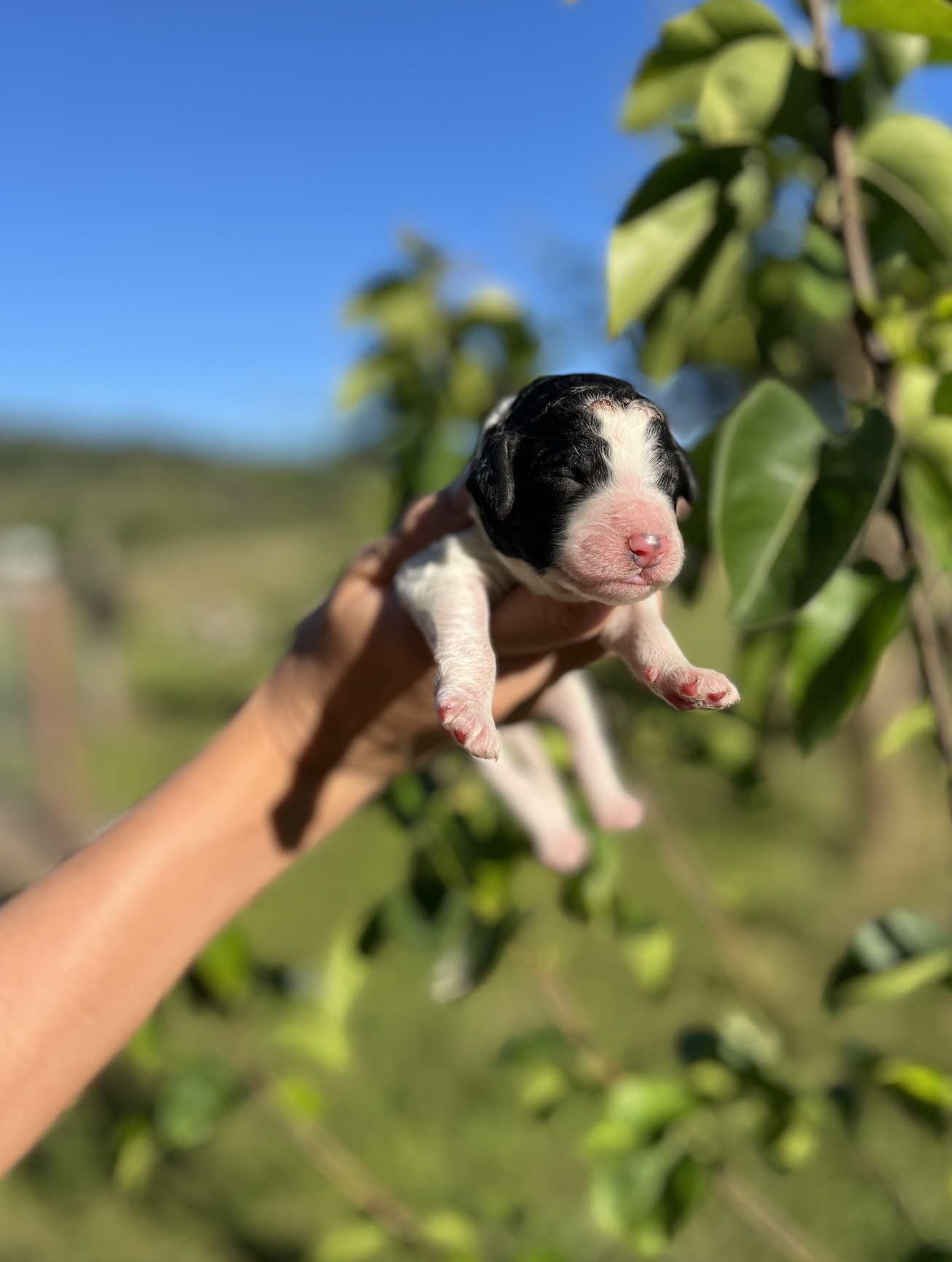 Jango - Male 