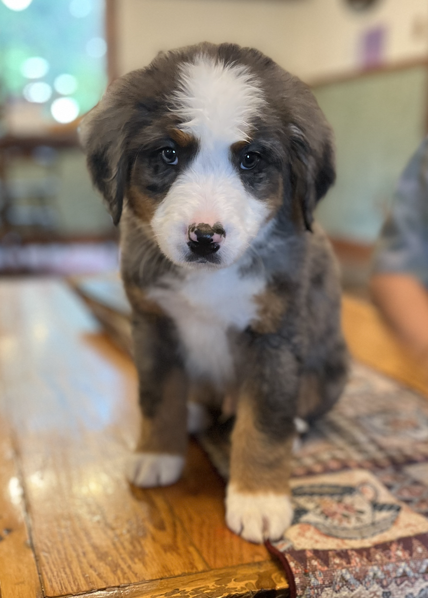 8 weeks old Unfurnished Ultra bernedoodle merle 