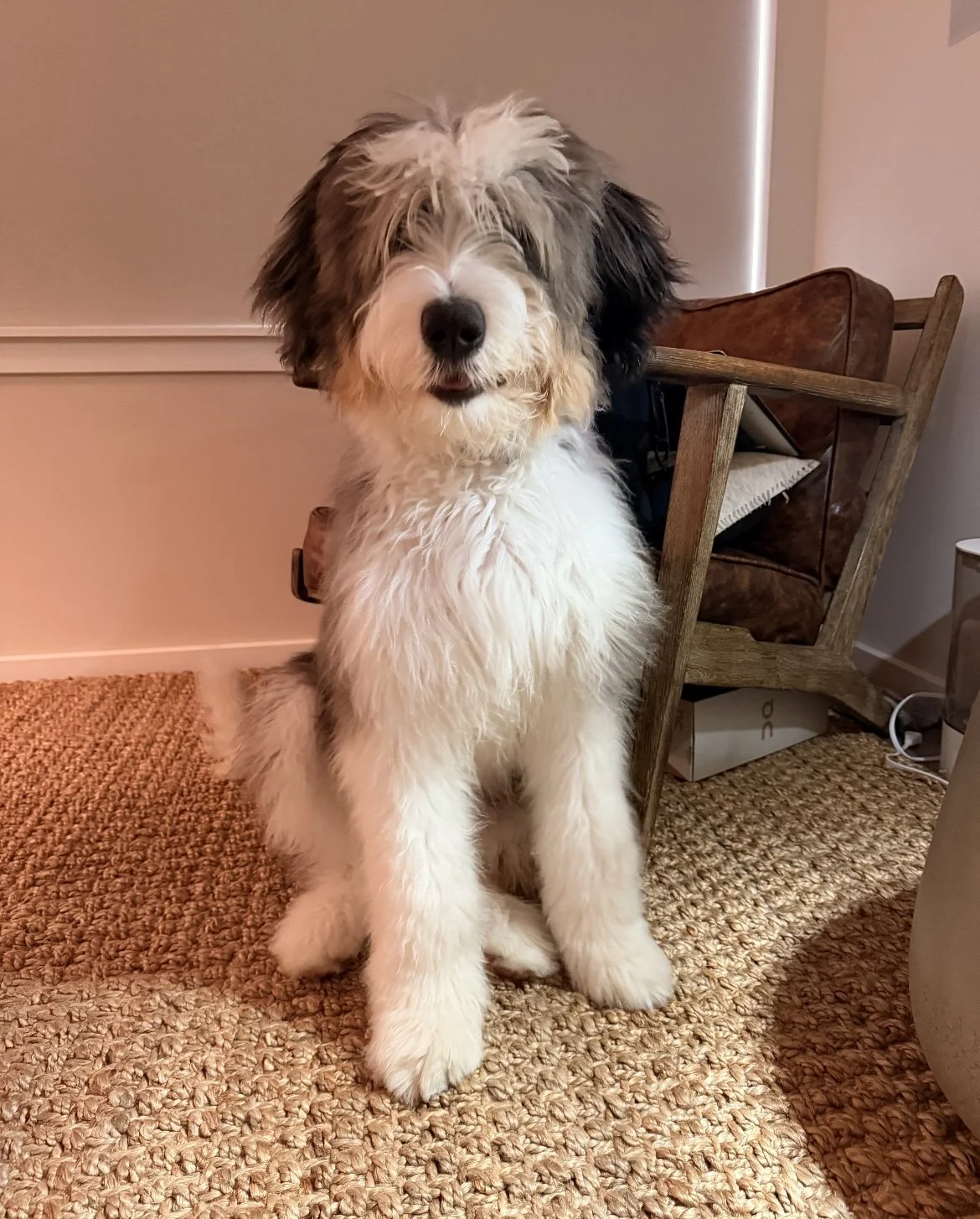 luna puppy 1 year old ultra bernedoodle 