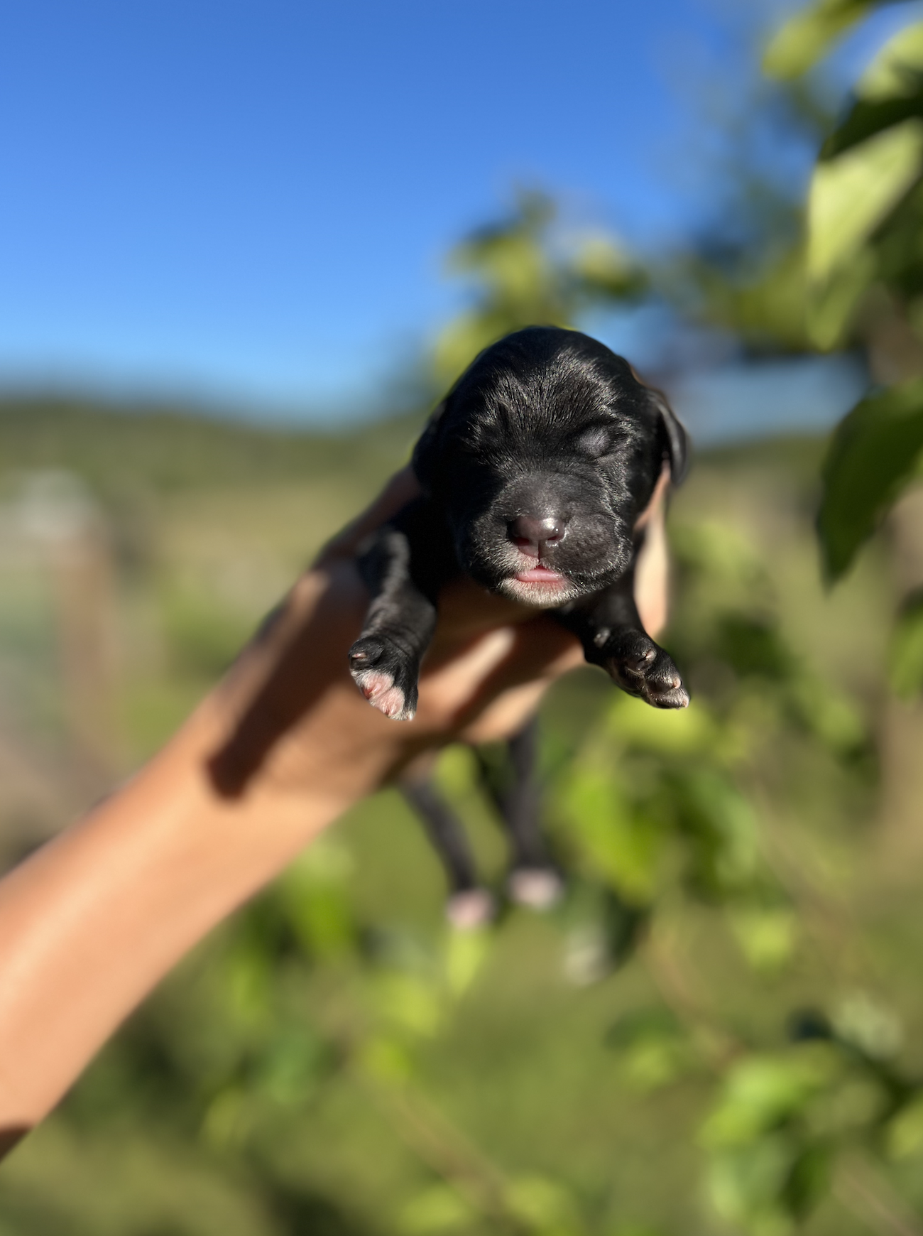 Vader - Male 