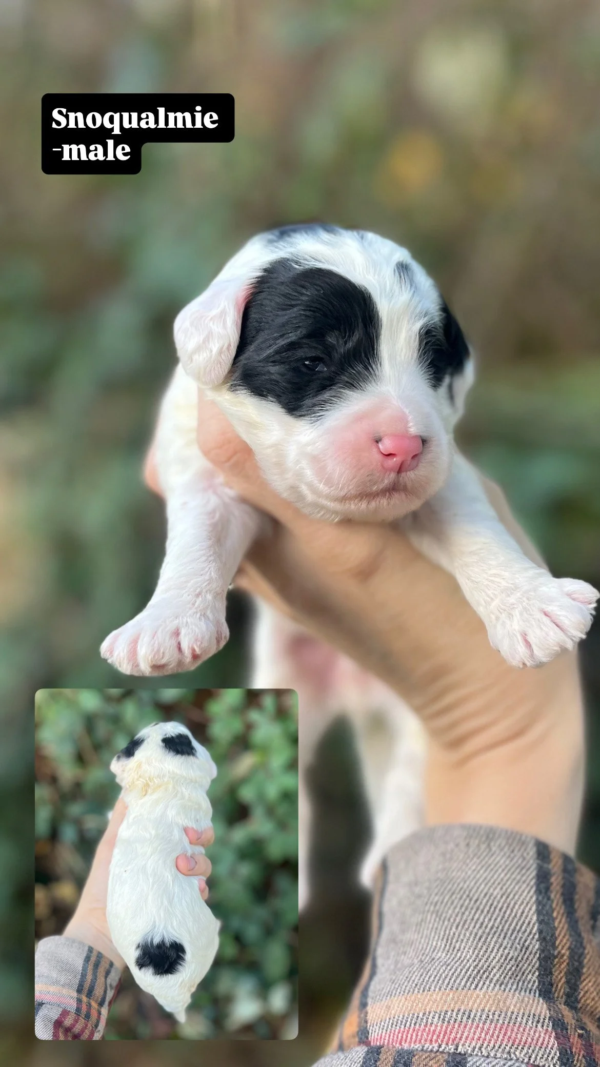 10 days old / Fern + Pippen Medium F1B Sheepadoodle