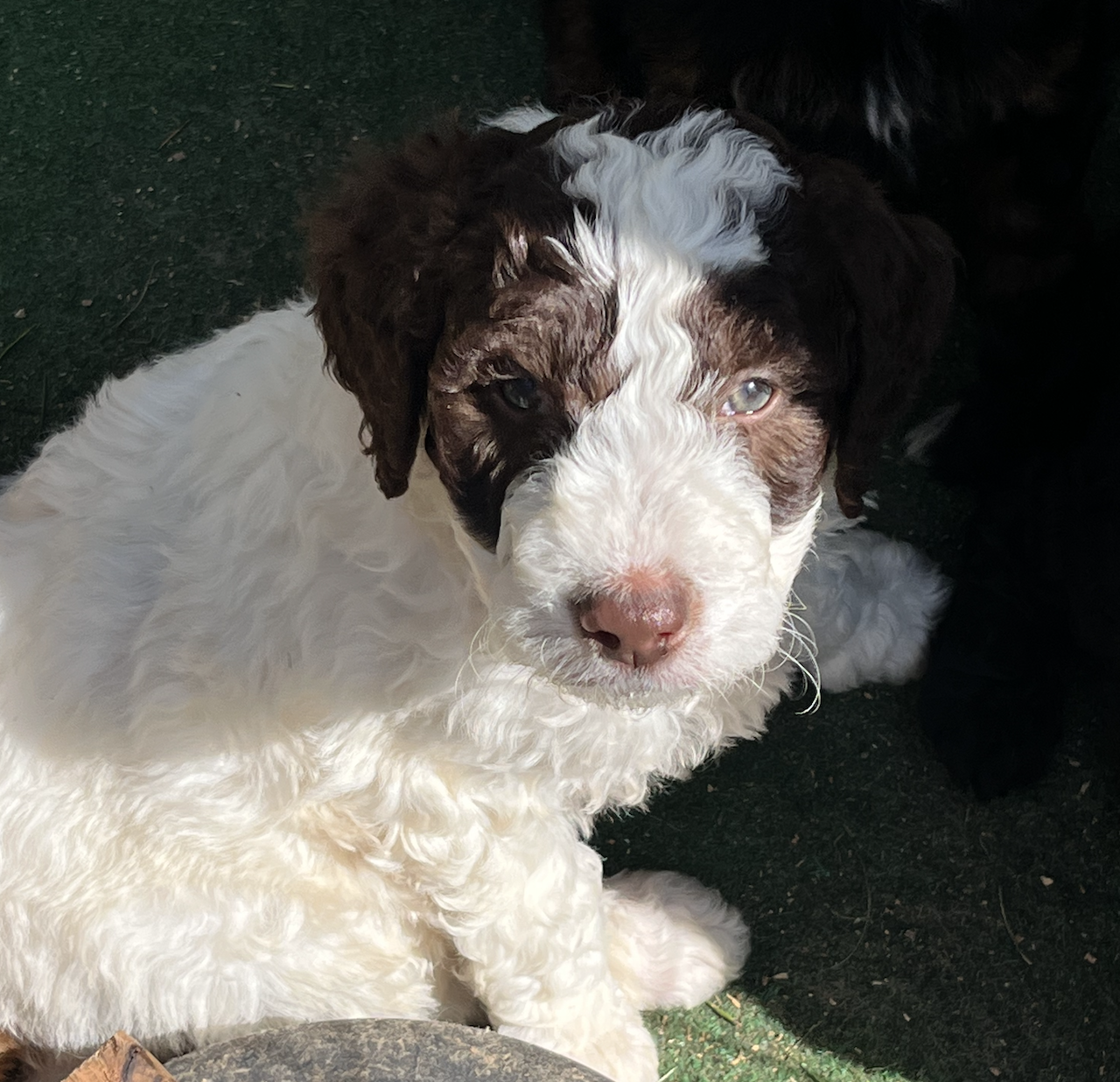 Screen Shot 2026-03-19 at 10.57.15 AM.png