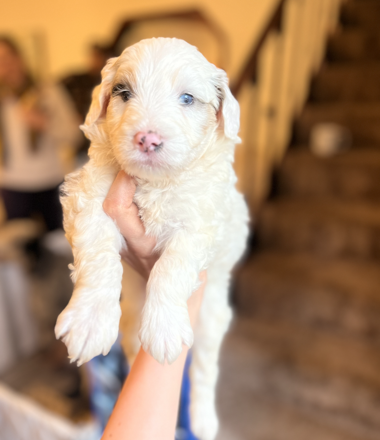 Screen Shot 2025-04-07 at 10.10.05 AM.png