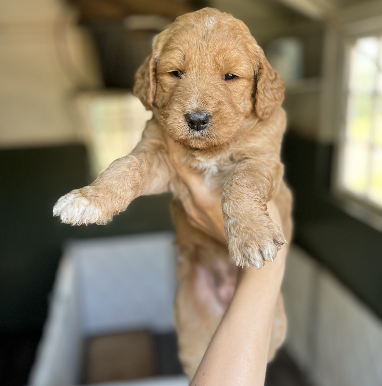 Sunny Puppy 4 weeks old Standard 