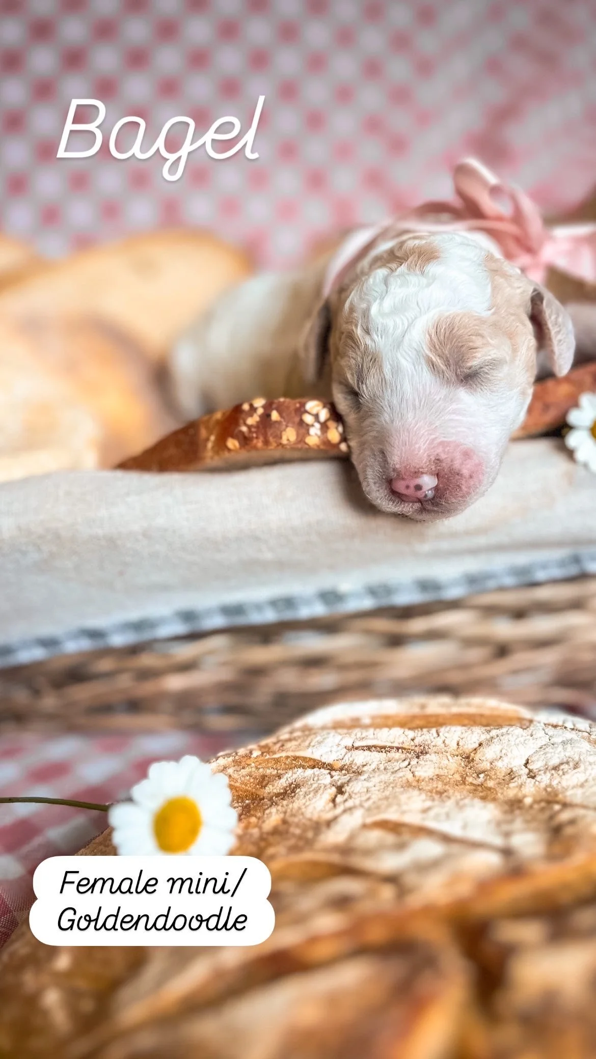 Ruby + Pippen Puppy 2 days old Mini F1B Goldendoodle 