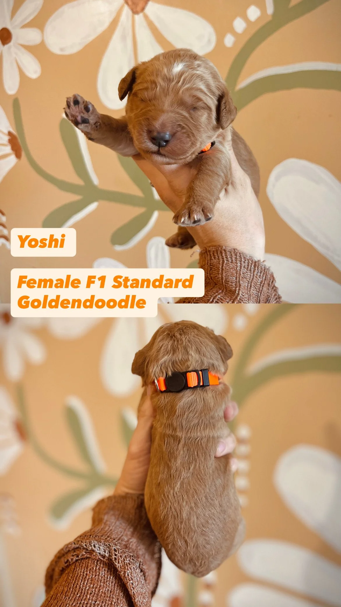 8CSunny Goldendooodles 52B19-BCSunny Goldendooodles 0-44BC-BD77-9BBED423B562.JPG