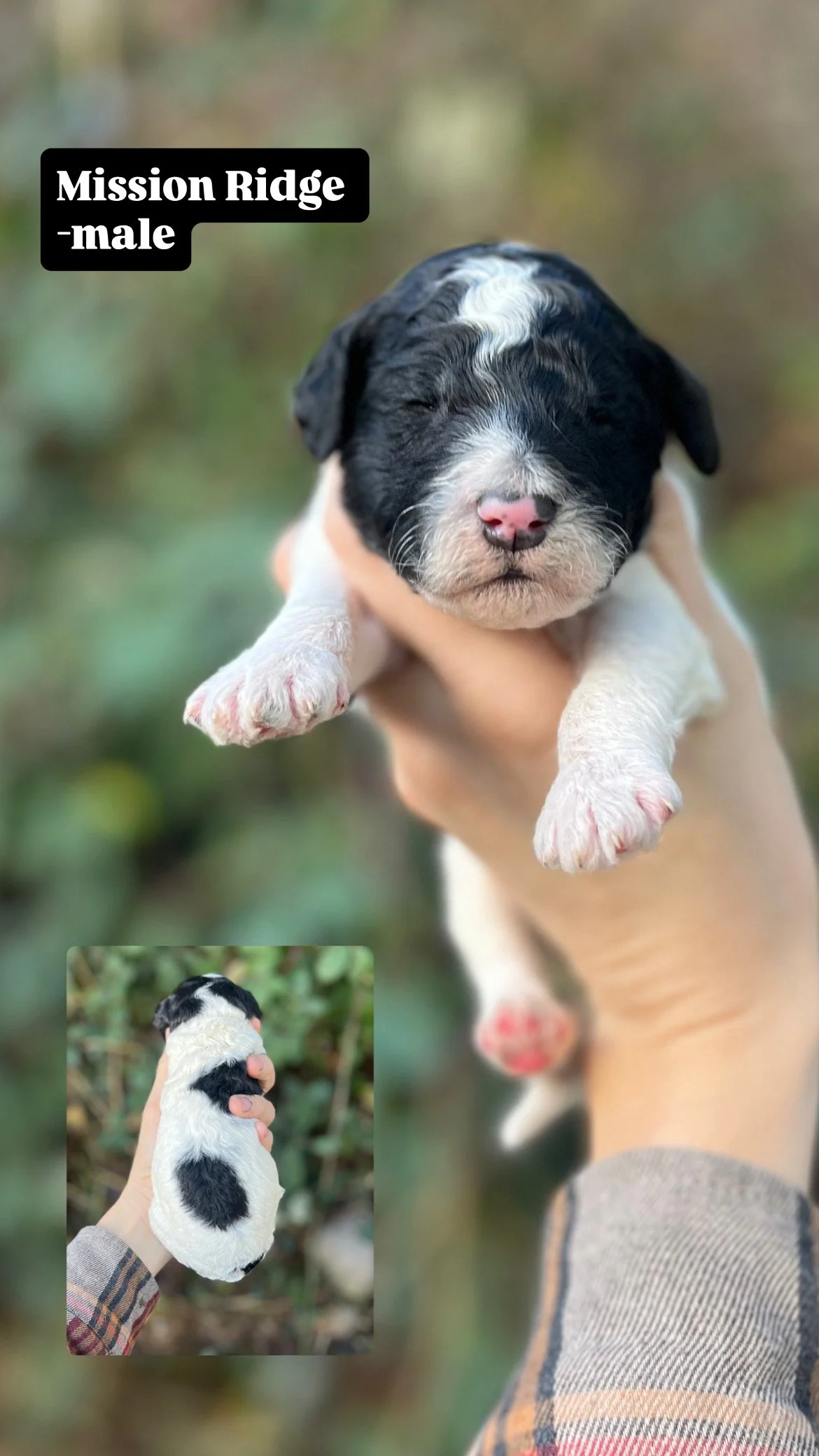 10 days old / Fern + Pippen Medium F1B Sheepadoodle