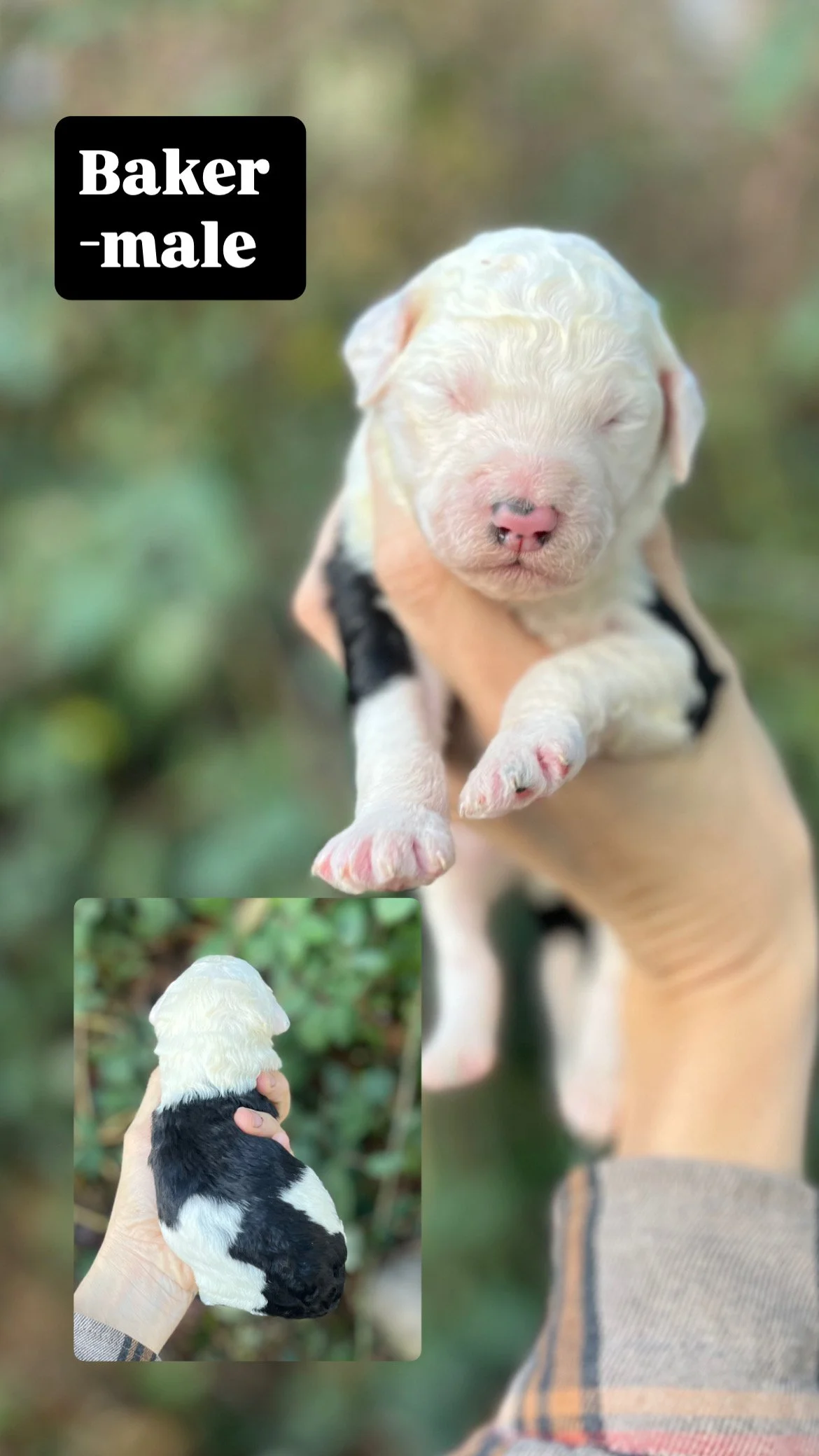10 days old / Fern + Pippen Medium F1B Sheepadoodle