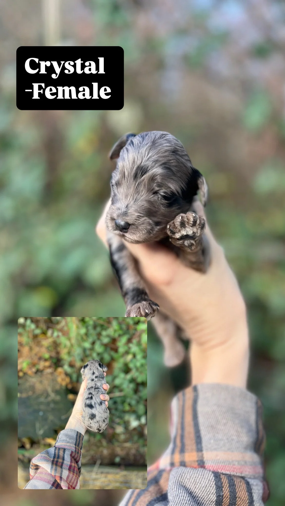 10 days old / Fern + Pippen Medium F1B Sheepadoodle