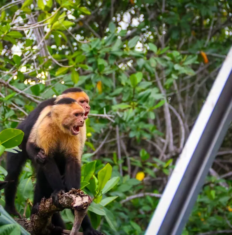 Manuel Antonio mangrove boat tour wildlife viewing