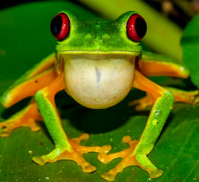 Rainmaker Park night tour with dinner near Manuel Antonio