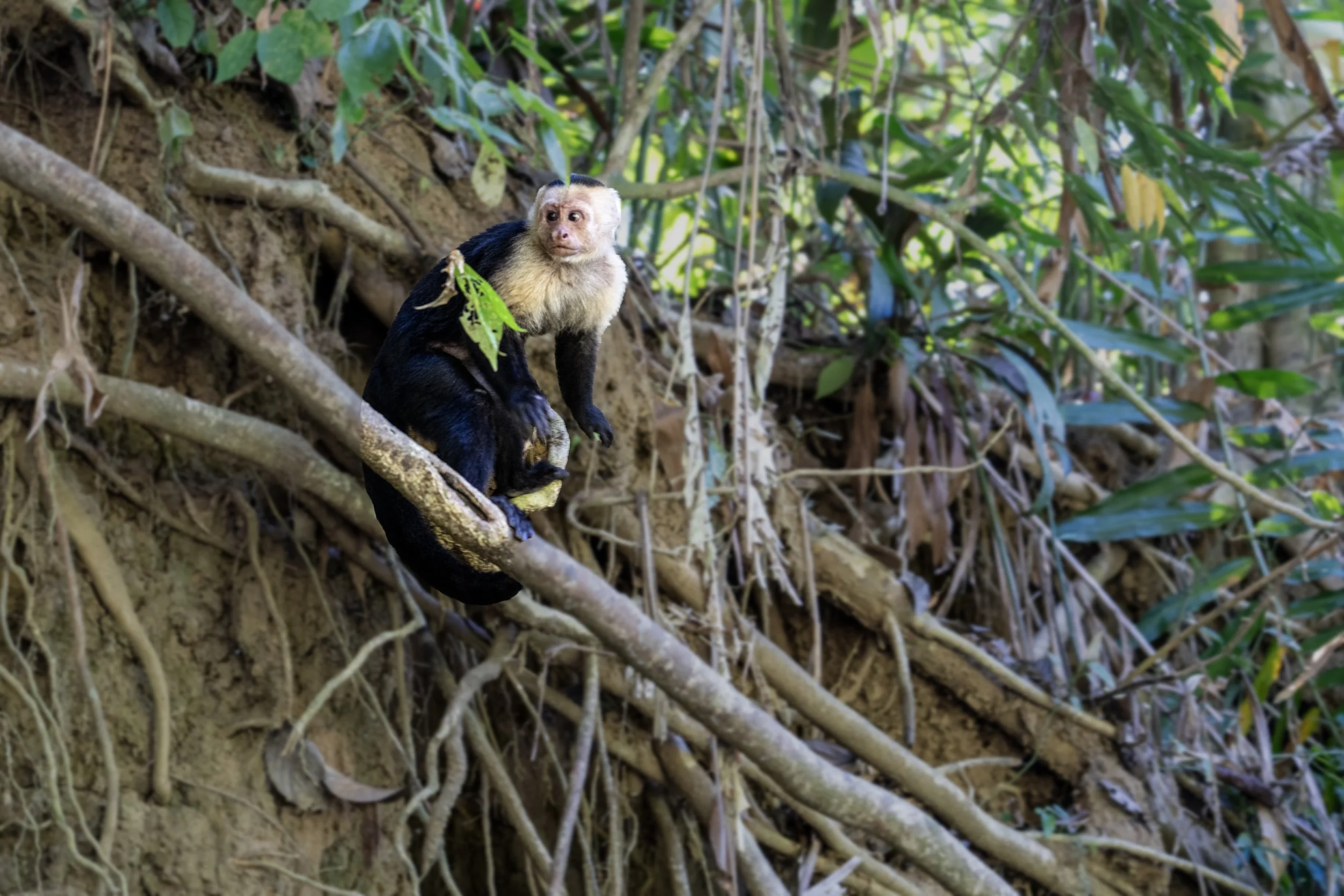 Manuel Antonio wildlife and rainforest experience Costa Rica