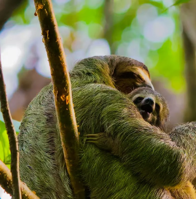 Guided walking tour with a naturalist in Manuel Antonio Park