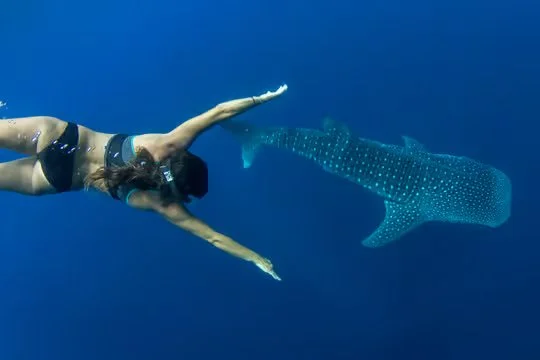 Puerto Princesa travel guide in Palawan, Philippines featuring coastal views, the Baywalk waterfront, and gateway access to the famous Underground River.