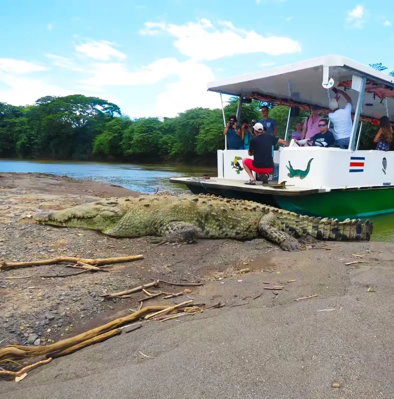 Tarcoles River jungle safari crocodile and bird tour