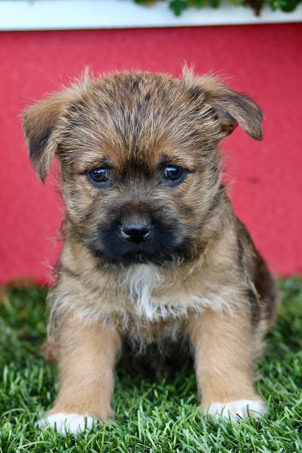 Cairn Terrier Beagle Cross Border Terrier Portrait Young Yorkshire