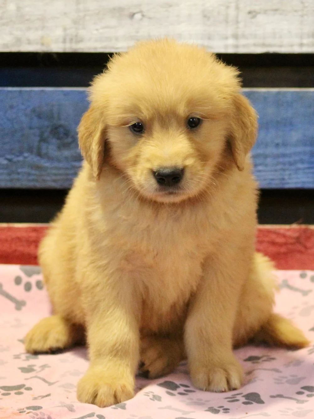 Girl Golden Retriever Puppy Home Golden Meadows Retrievers