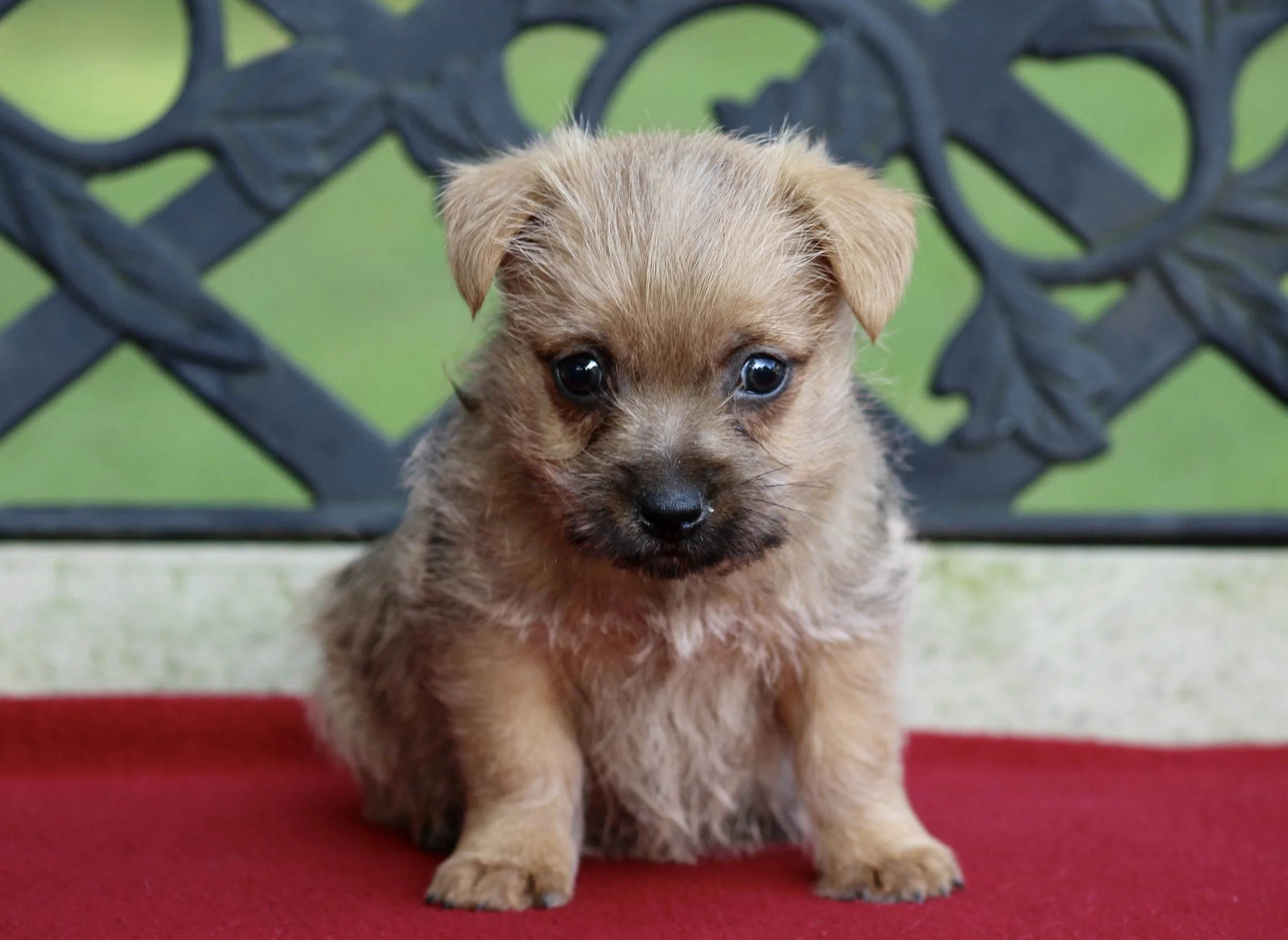 Border Terrier Cairn Breeders Near Me Border Terrier X Cairn