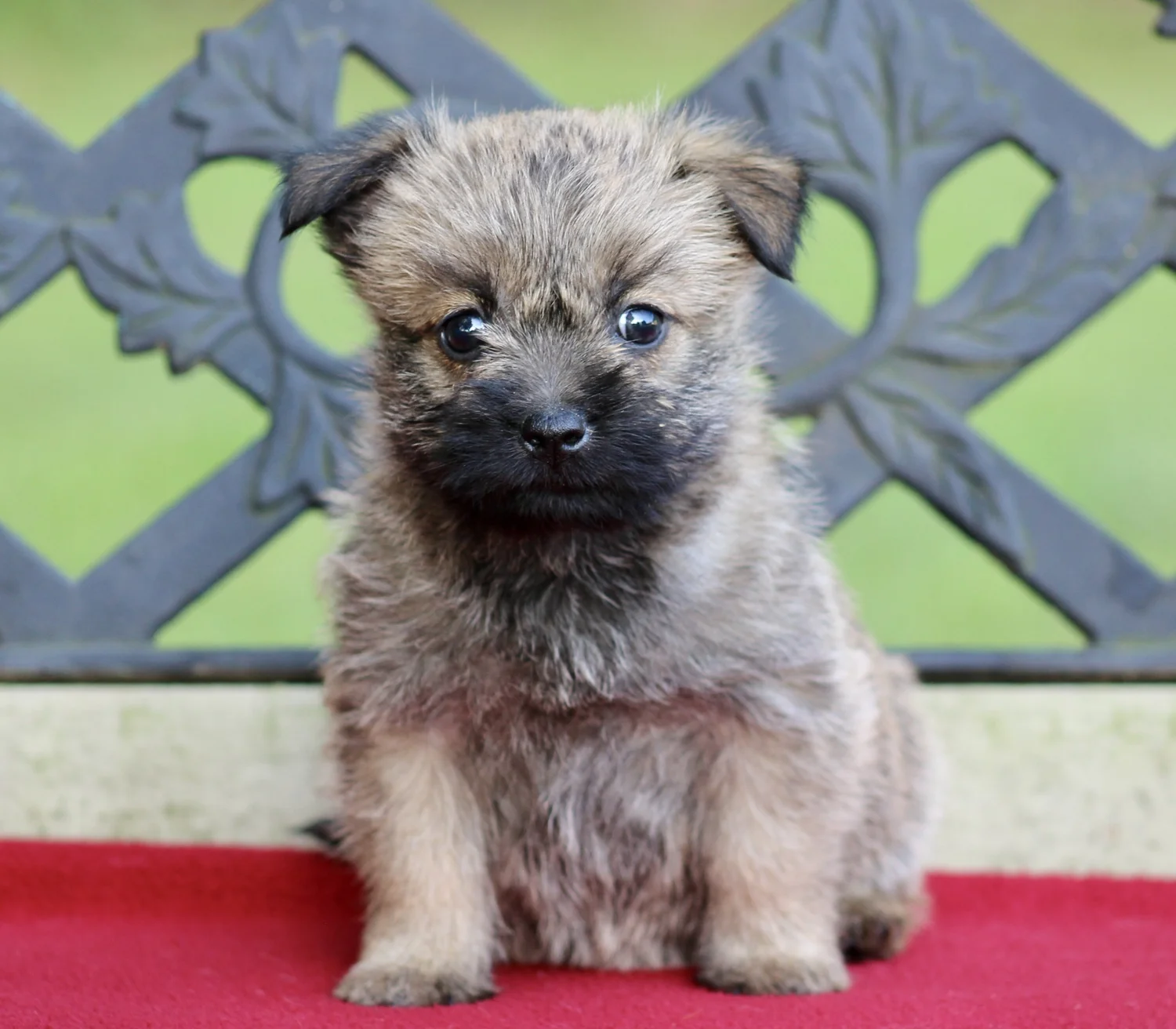 Chihuahua Mix Cairn Terrier For Sale Craigslist Small Terrier Dogs
