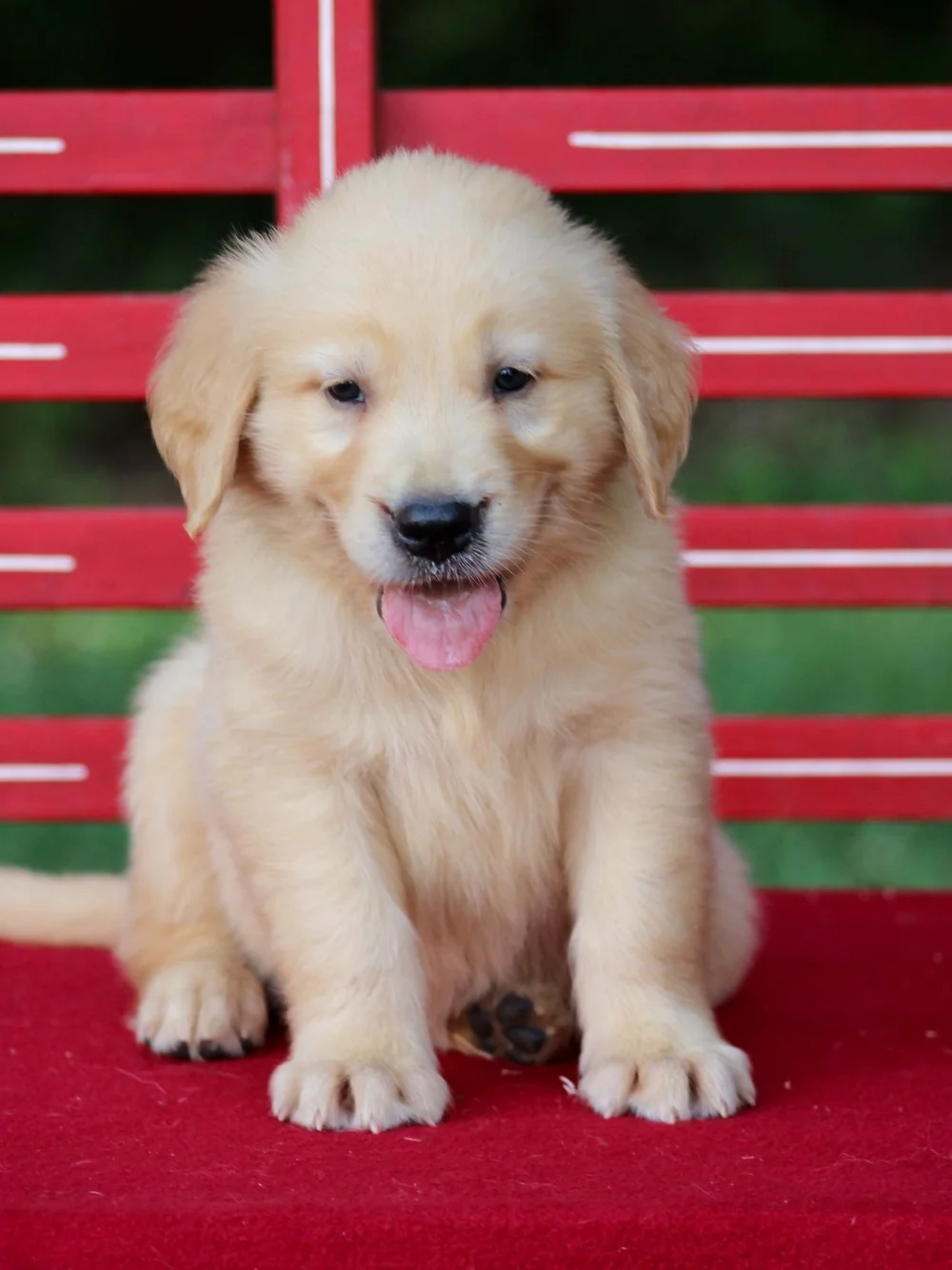 Golden Retriever Dog Petting Places Near Me Golden Retriever