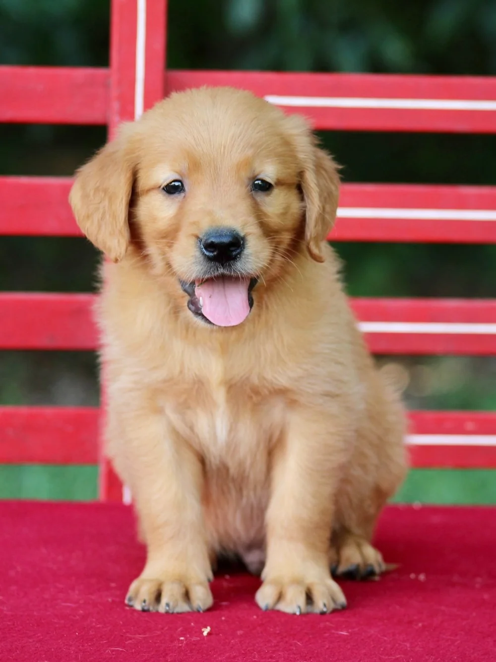 Golden Retriever Puppy Puppy With Green Fur Fluffy Small Golden