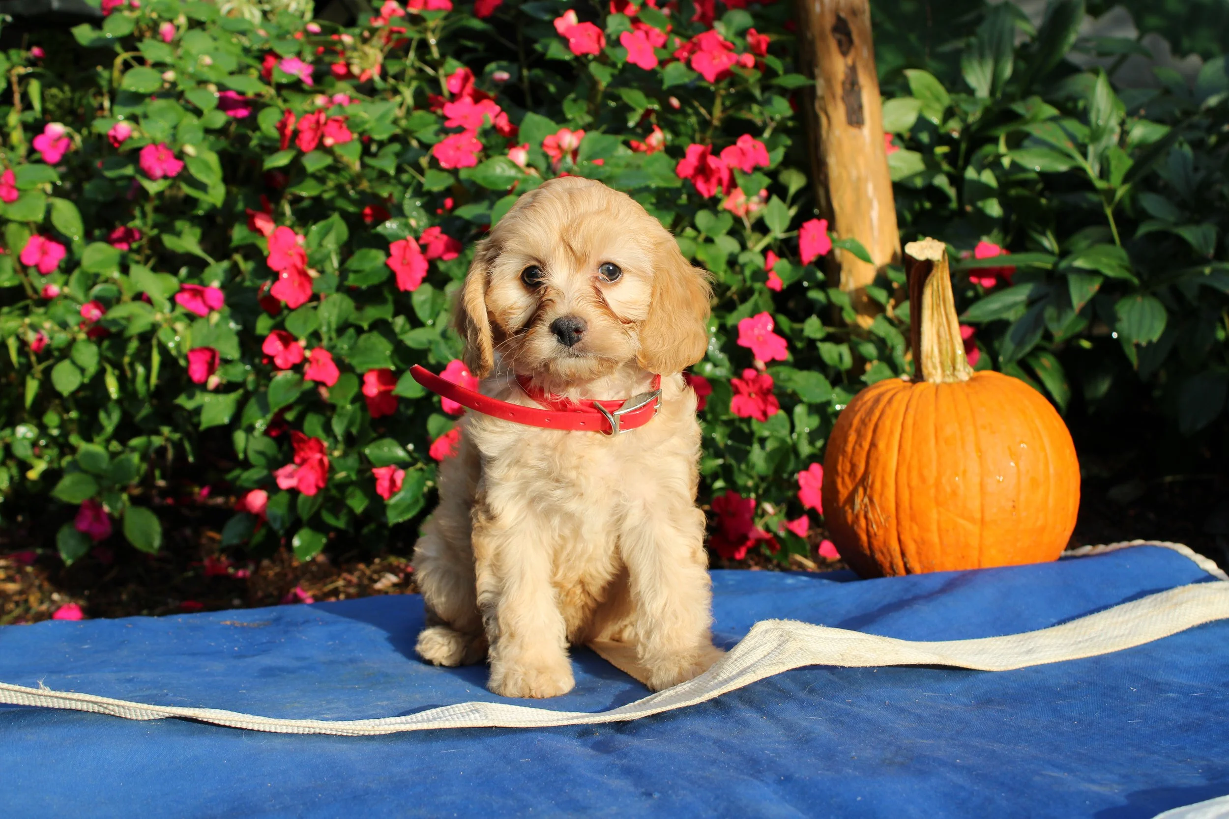 Reba - Female Cavapoo
