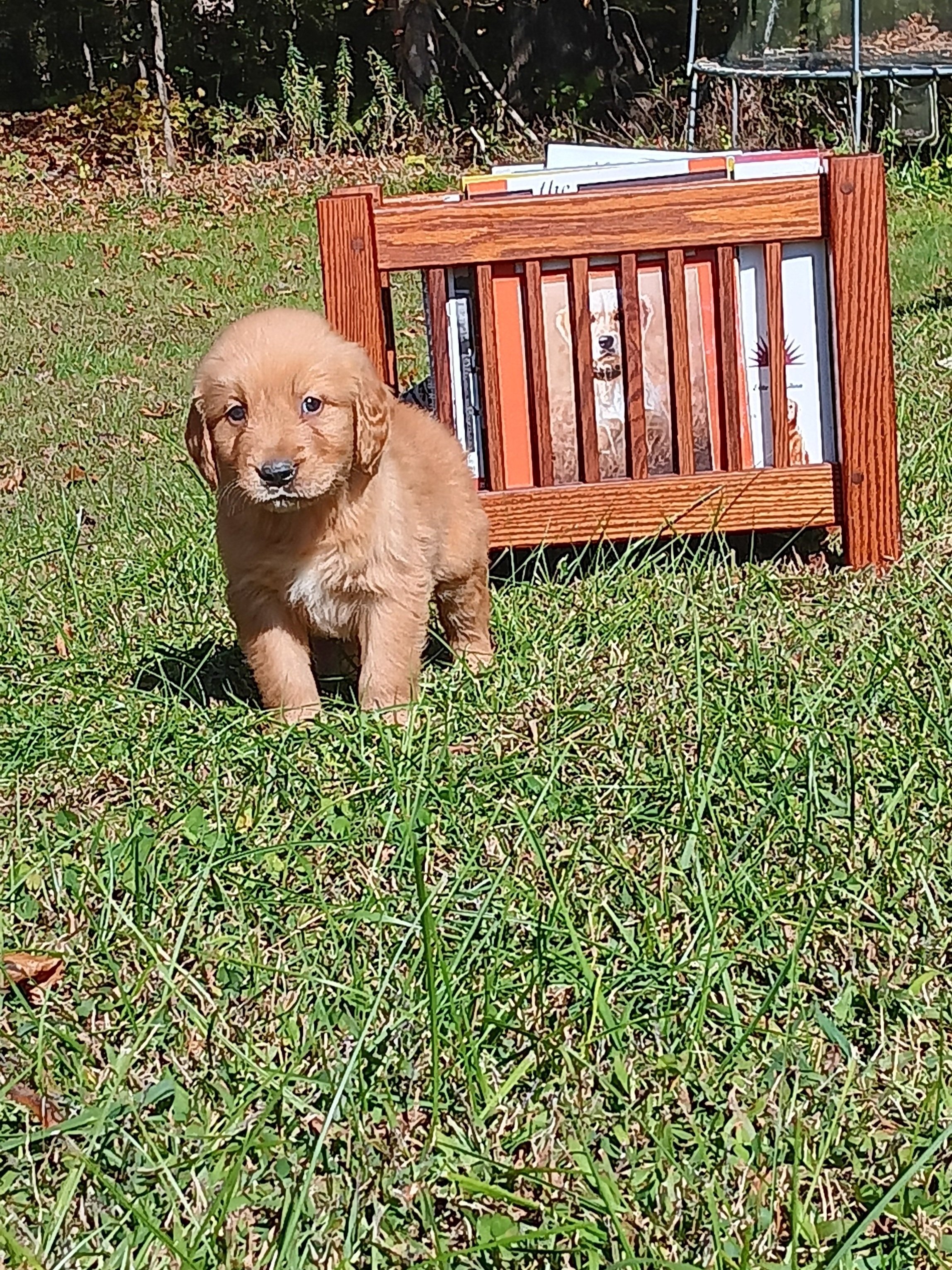 Terry - Male-Golden Retriever