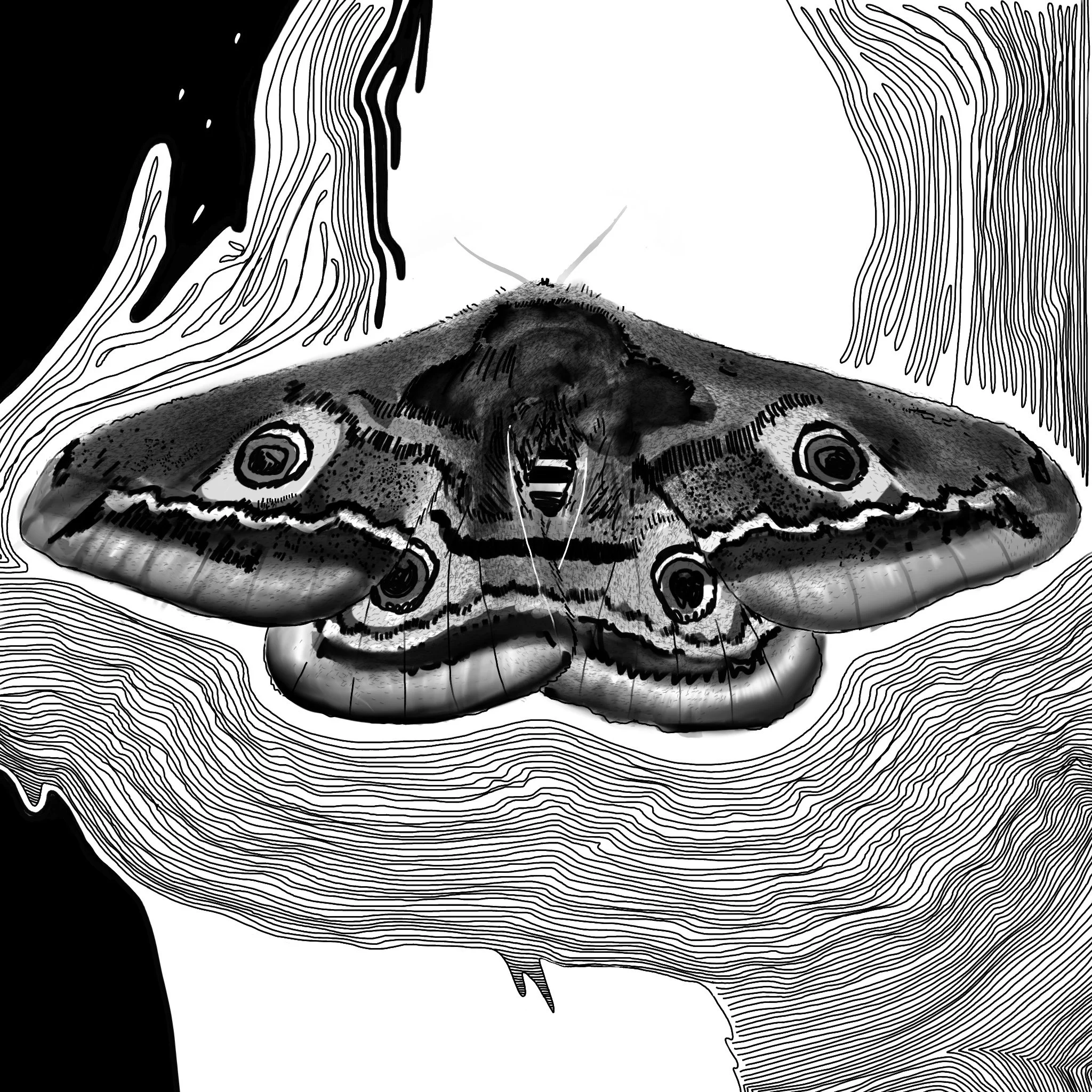 that_song__moth.jpg