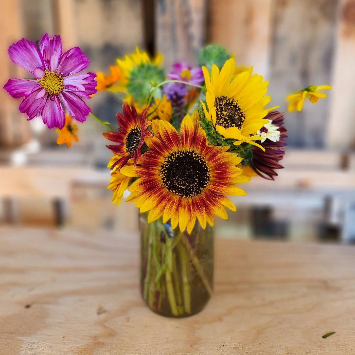Beautiful fall themed garden inspired bouquets in the farmstand today! Stop by to pick one up or call/text to place a custom order
www.mcleantoinspire.com
#fallblooms #sunflowers #local #freshflower #farmfresh #farmtotable #farmtotableblooms #local